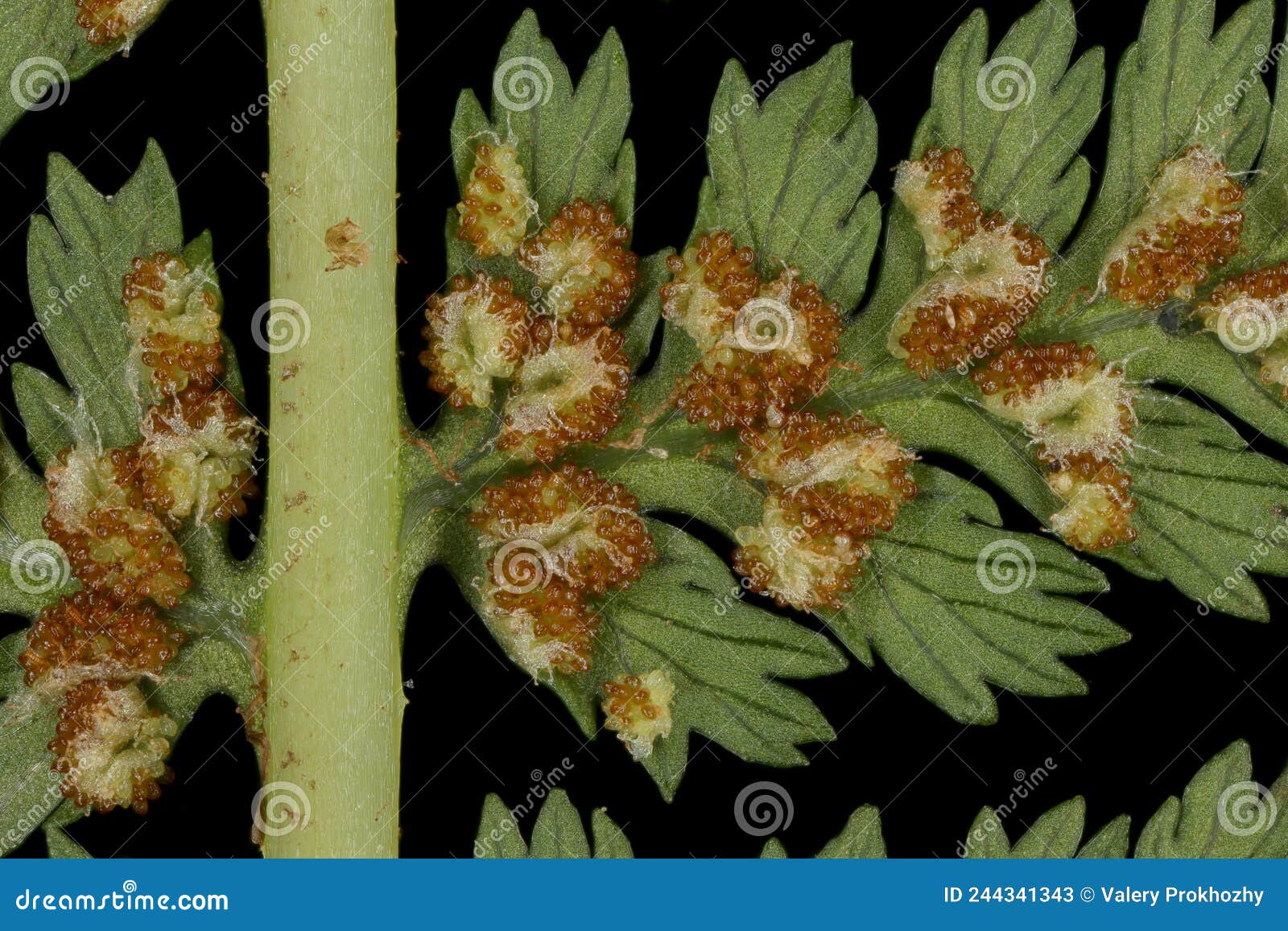 lady fern athyrium filix-femina. rachis and pinnule base closeup