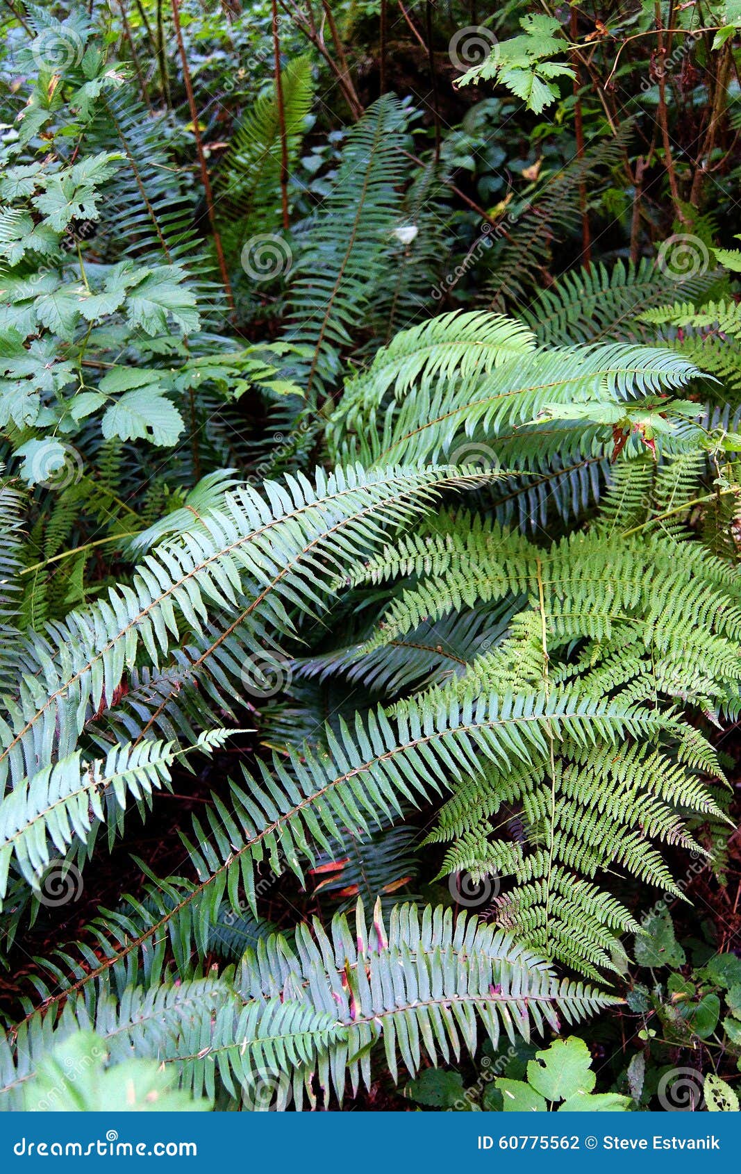 lady fern ( athyrium filix-femina ) and sword fern ( polystichum