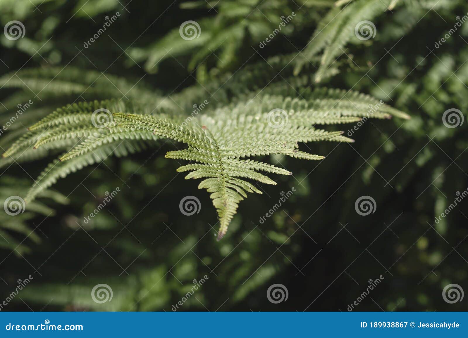 lady fern green fronds close up