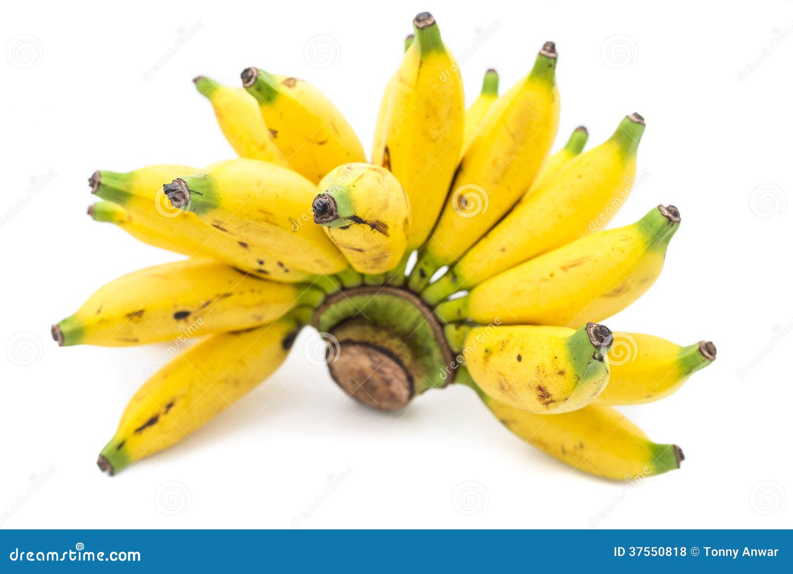 banana food baby Finger  Banana Royalty Stock Photos Image:  Lady 37550818 Free