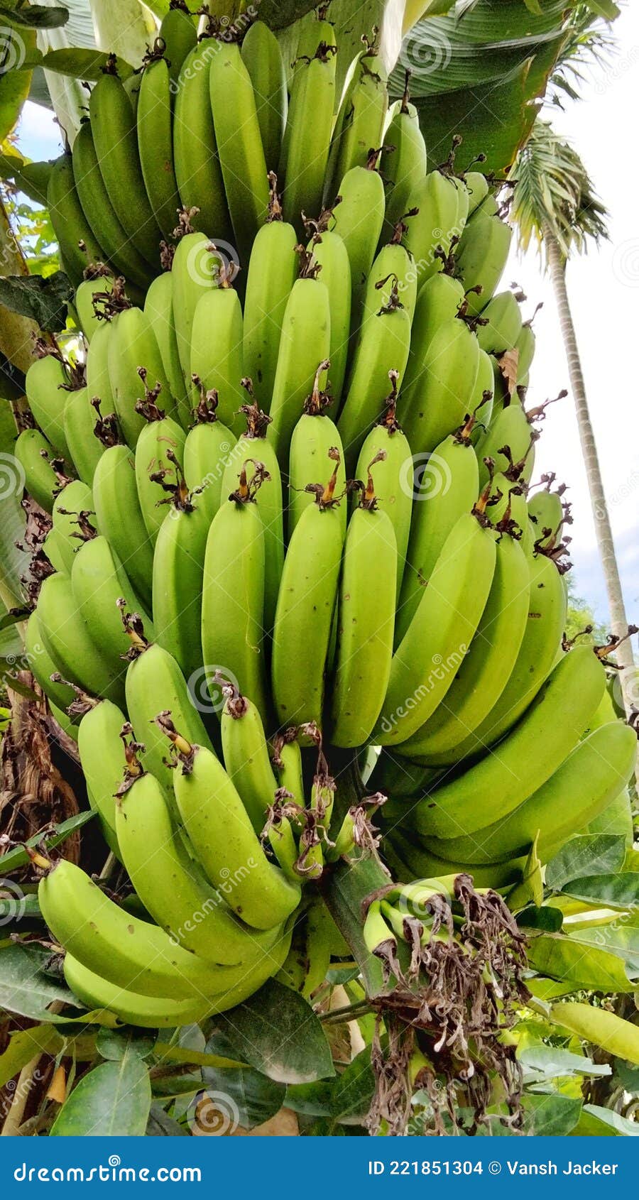 Lady Finger Small Banana Fruit Tree Stock Photo Image of fruit, tree