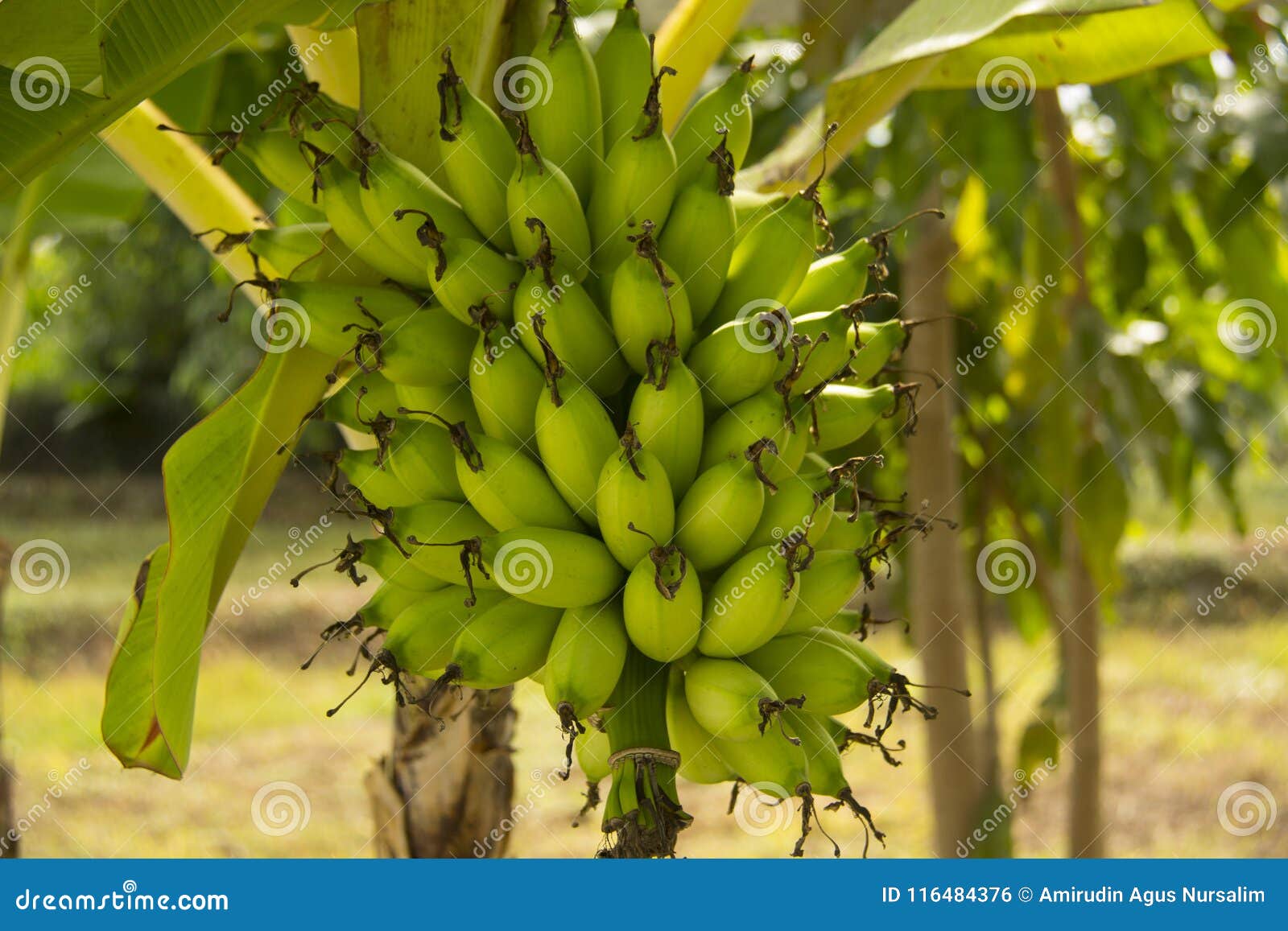lady finger bananas