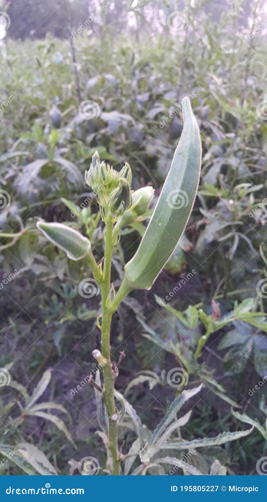 Lady Fingers Plant with Flower in Field Stock Image Image of lady