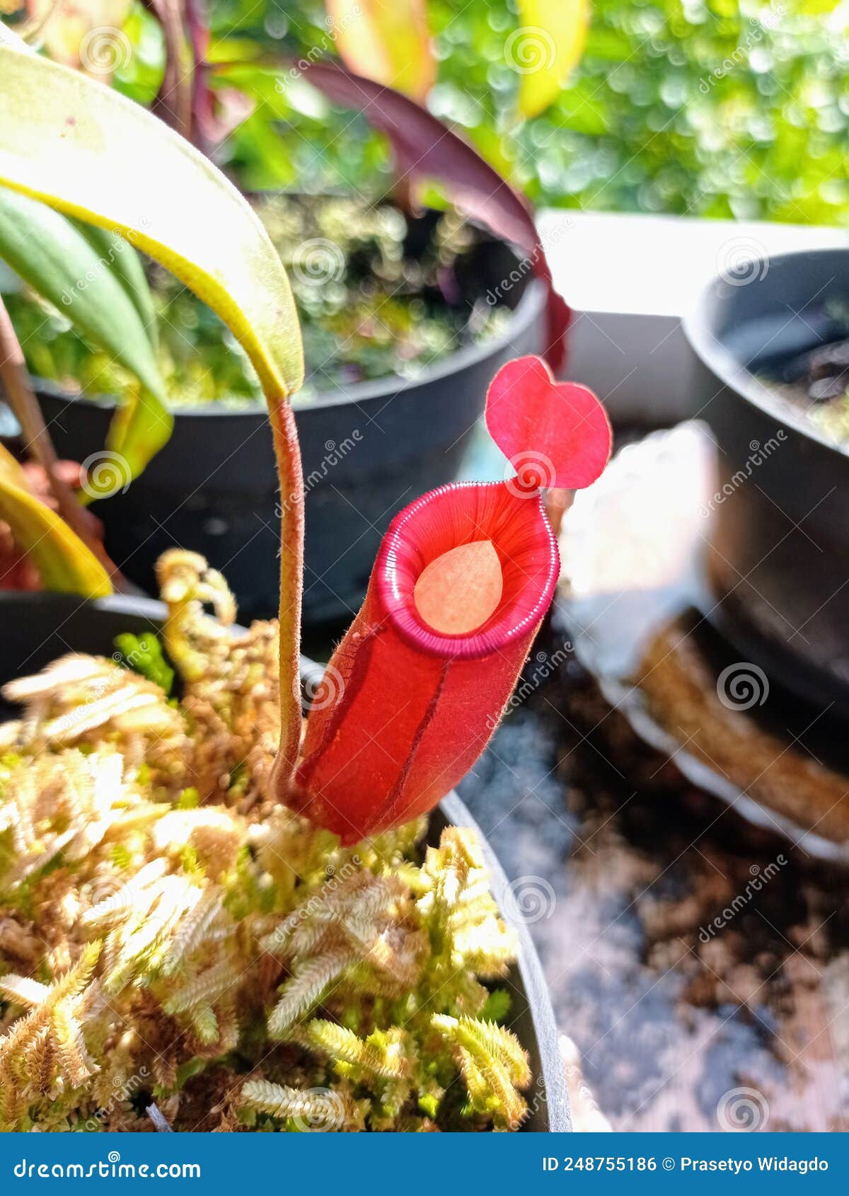 Intermediate Pitcher Of Nepenthes Lady Luck Stock Photo - Image Of Luck ...