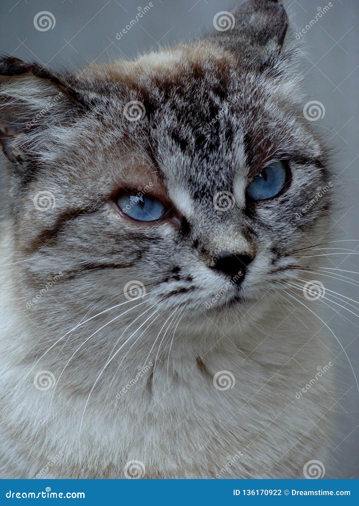 cat blue eye