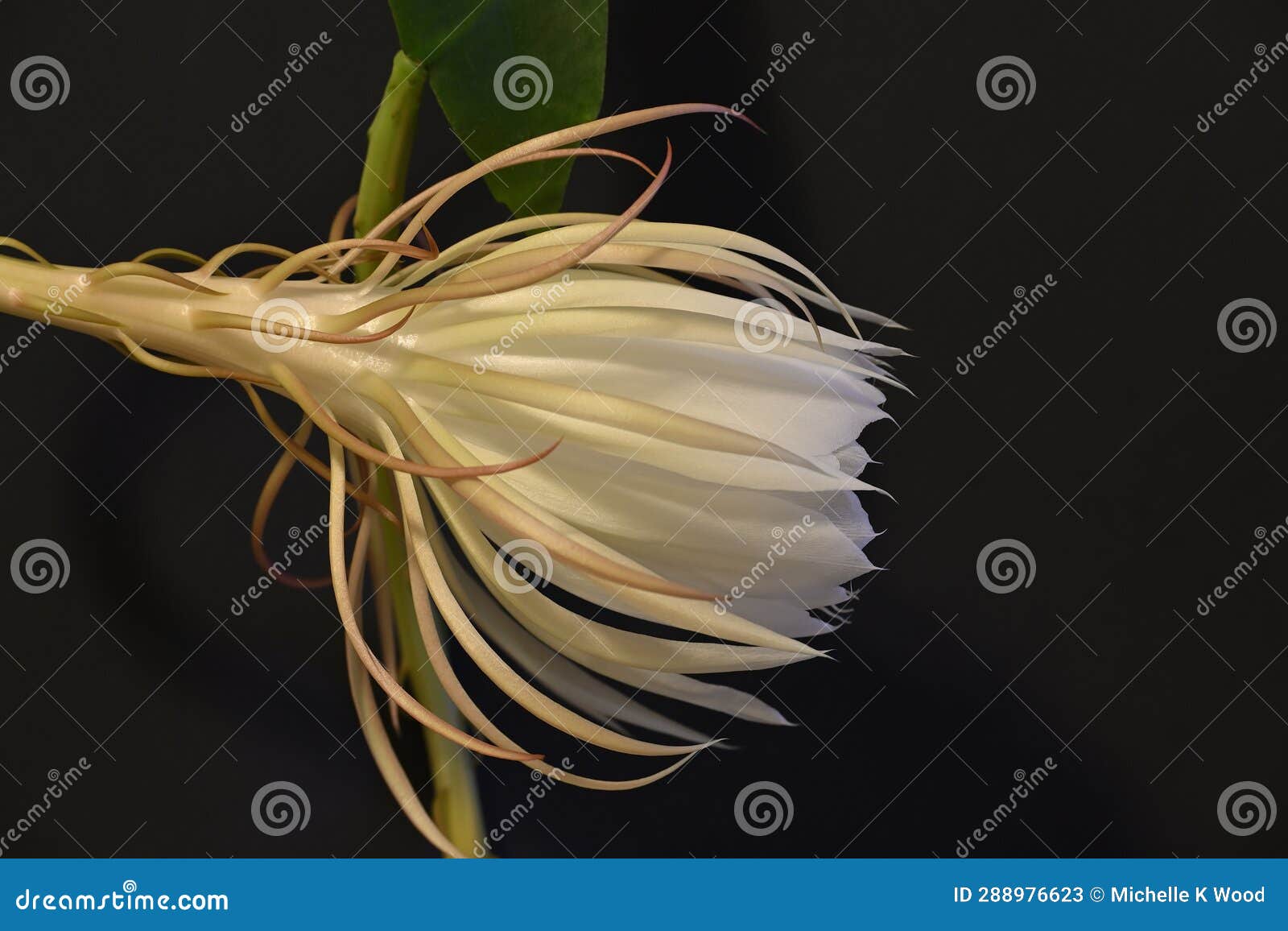 lady of the night cactus, epiphyllum oxypetalum, partial open side view one flower