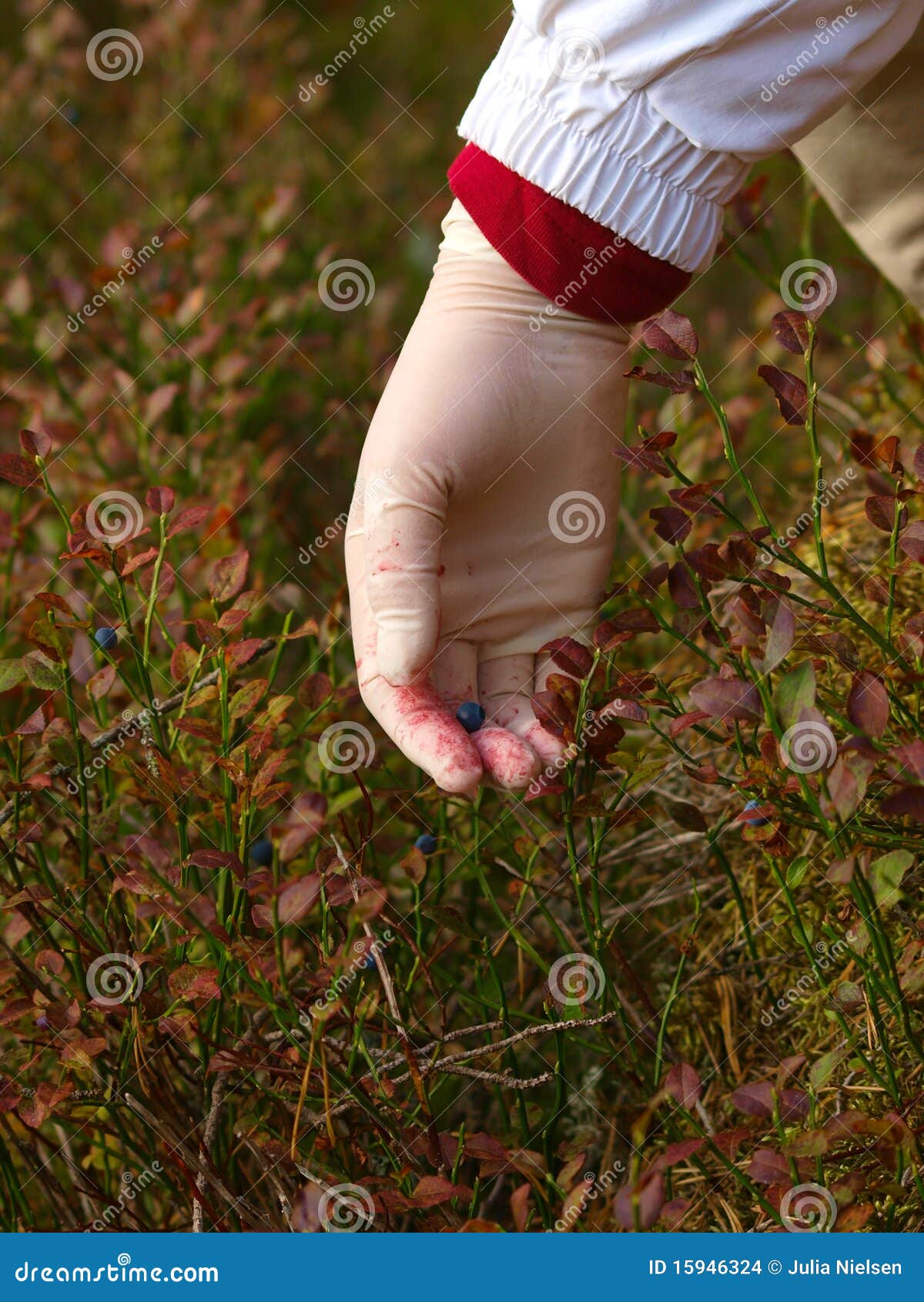 Lady picking cranberries stock photo. Image of food, woman 15946324