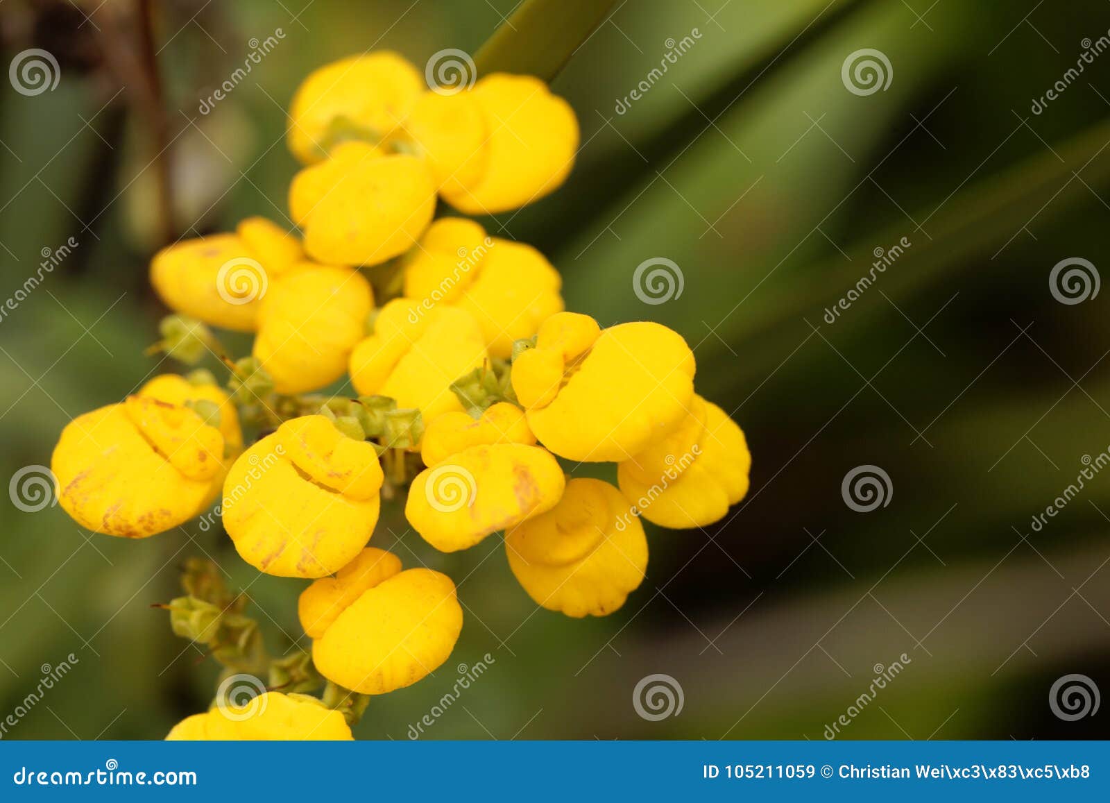 Ladys Purse Slipper Flower Calceolaria Herbeohybrida Stock Photo 268978391  | Shutterstock