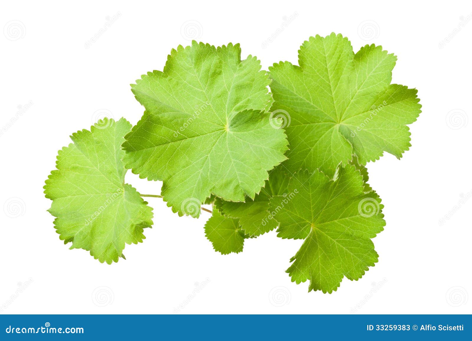 lady's mantle