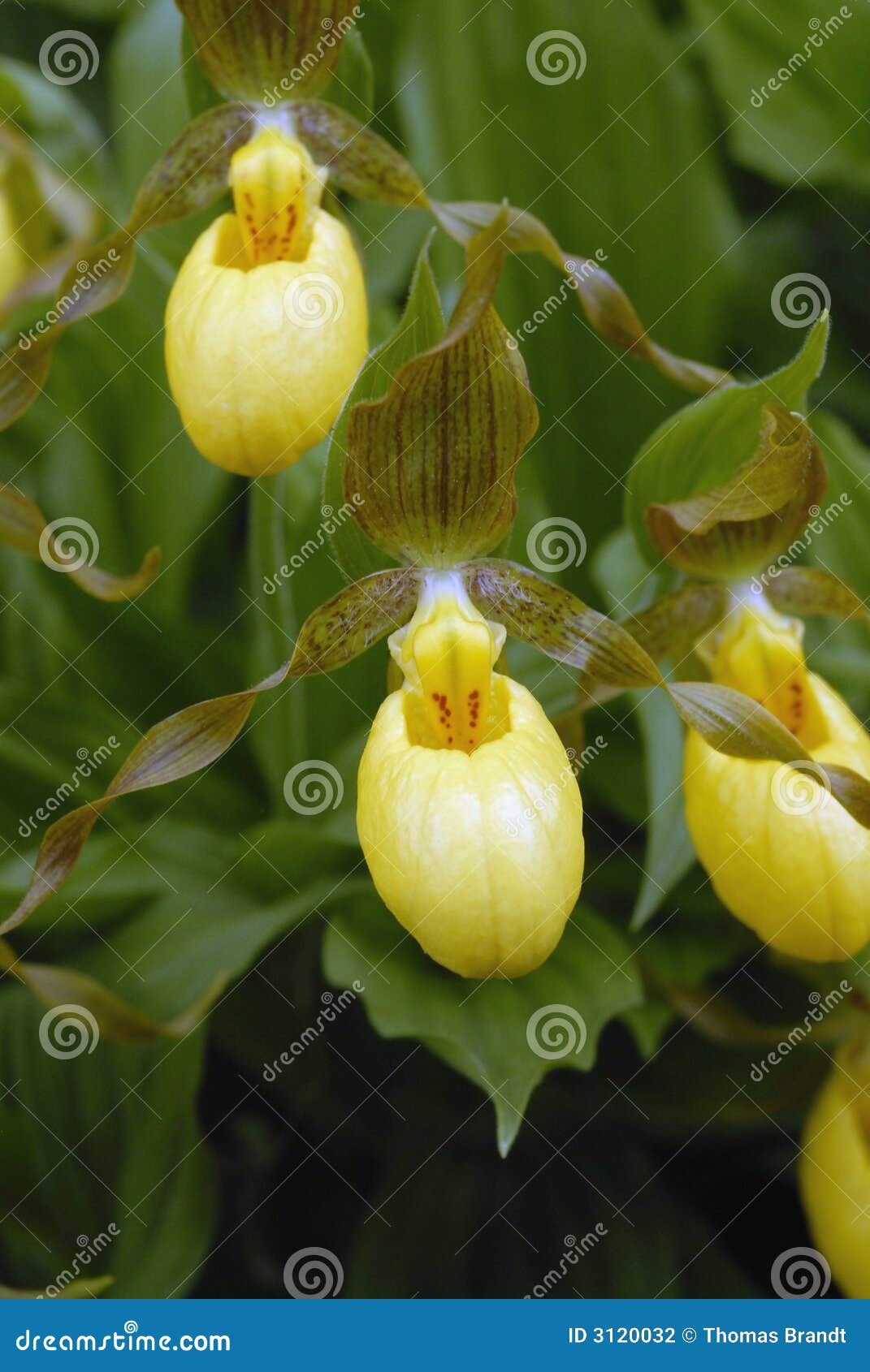 macro of yellow lady's slipper orchid flowers