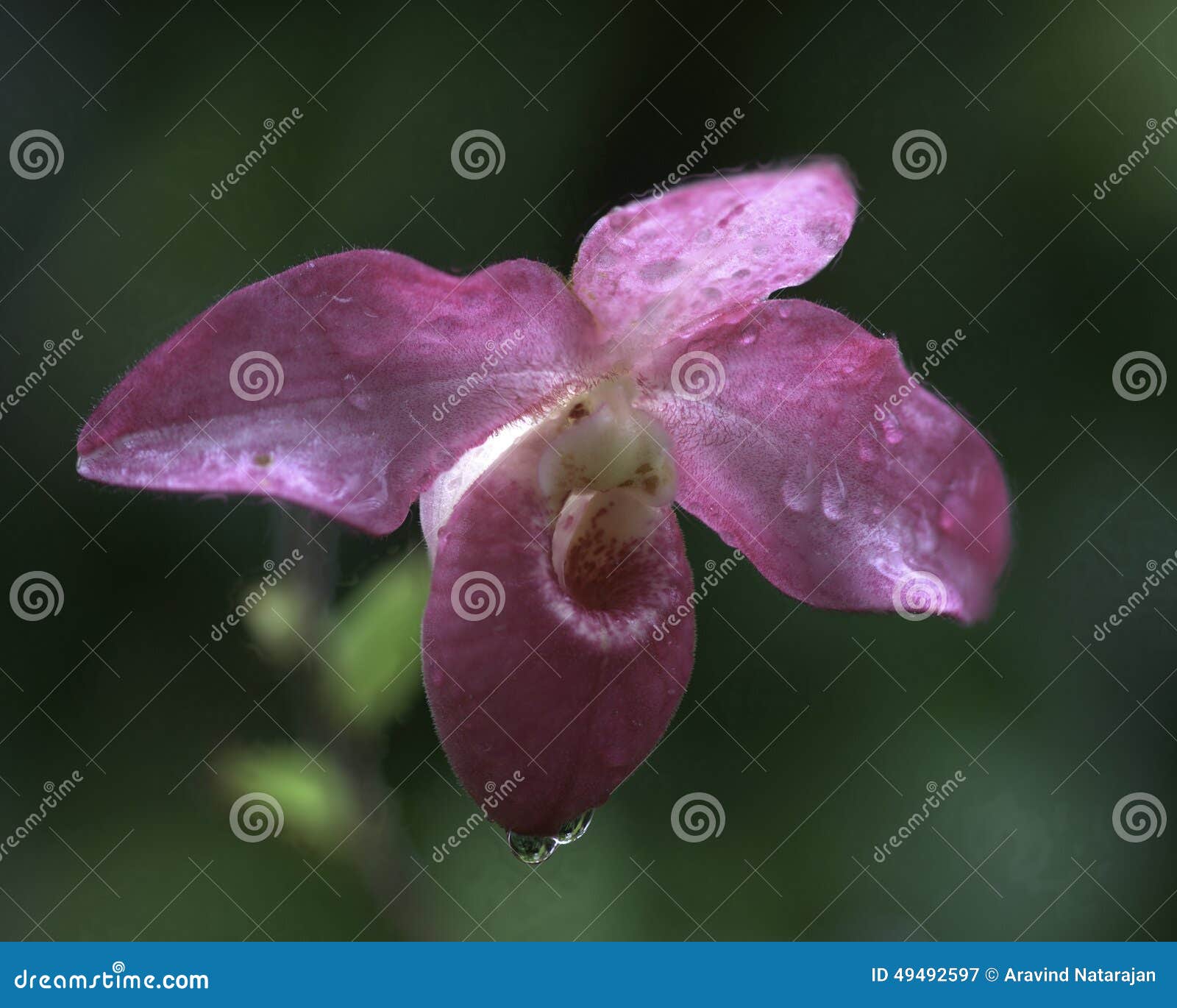lady slipper orchid