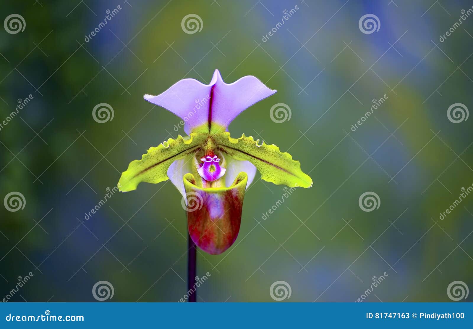 lady slipper orchid