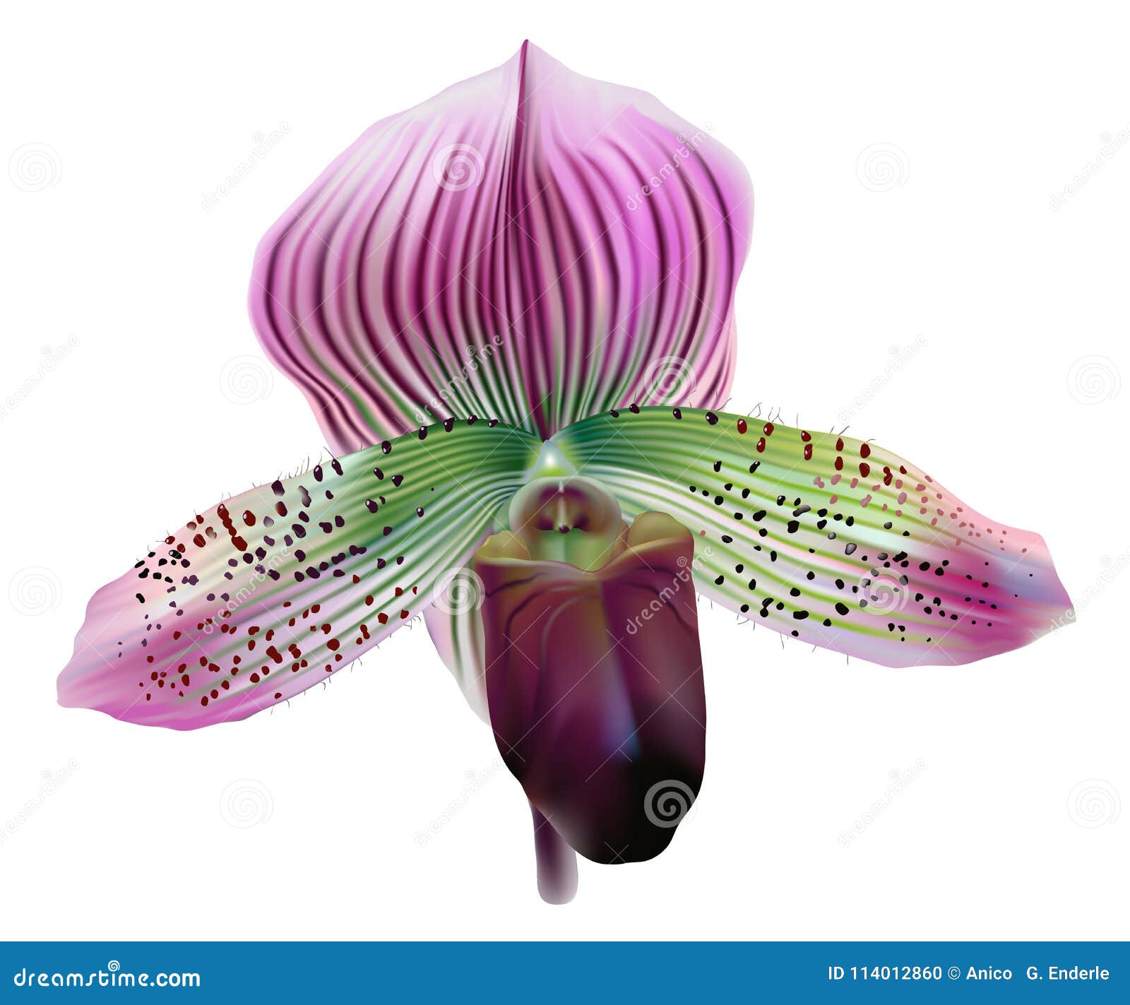 The Lady Slipper Orchid