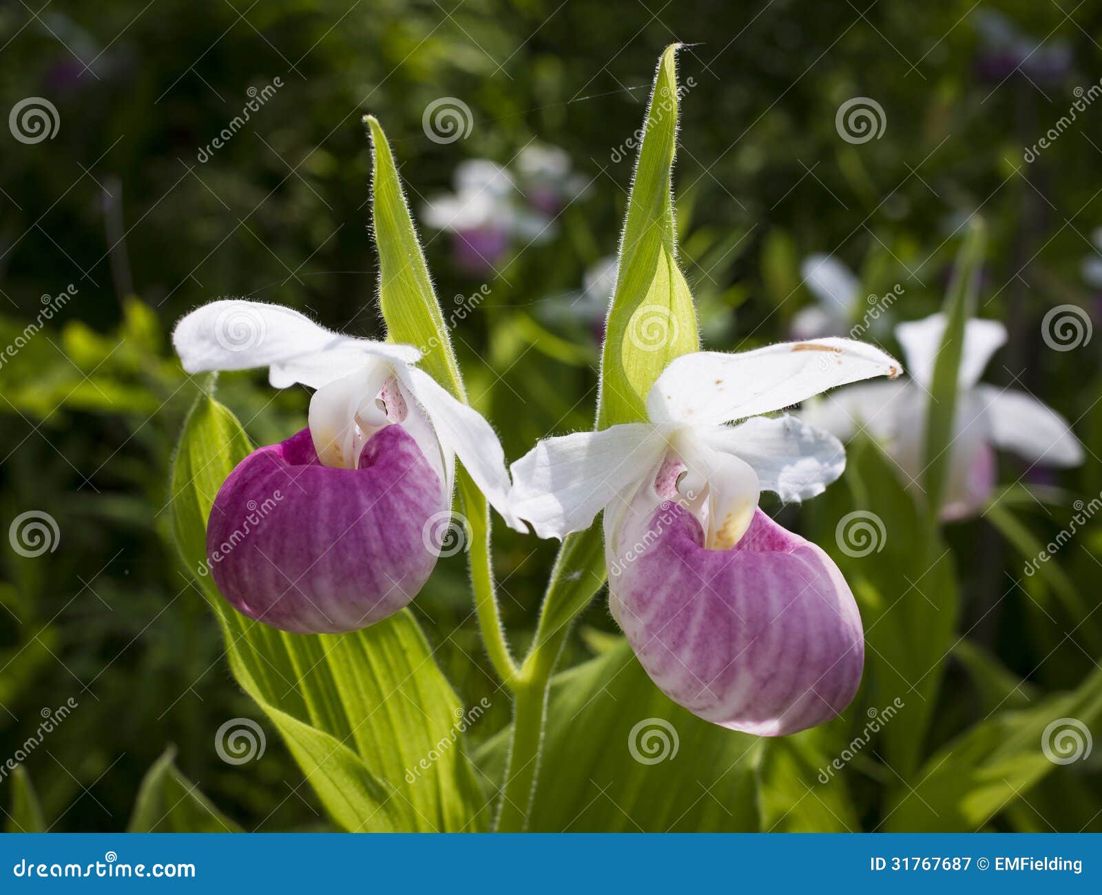 lady slipper orchid