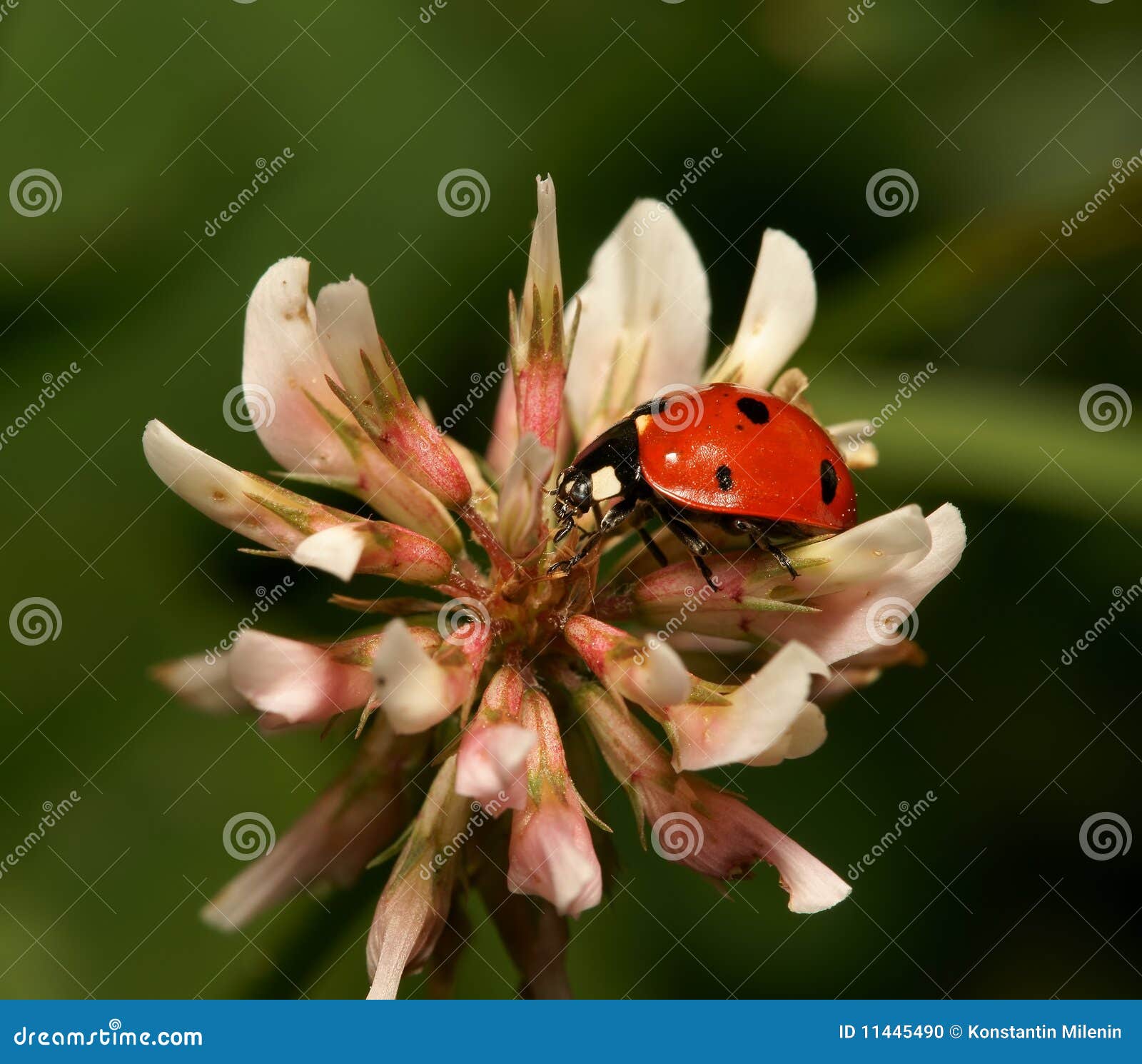 ladybird