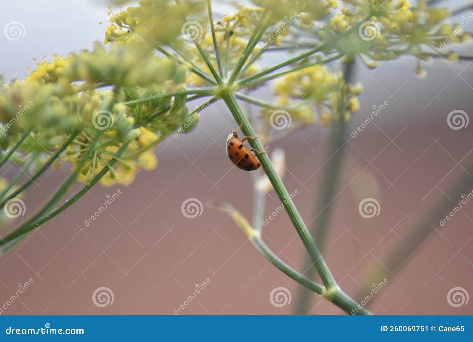 ladybird (coccinellidae) on a dark-leaved fennel