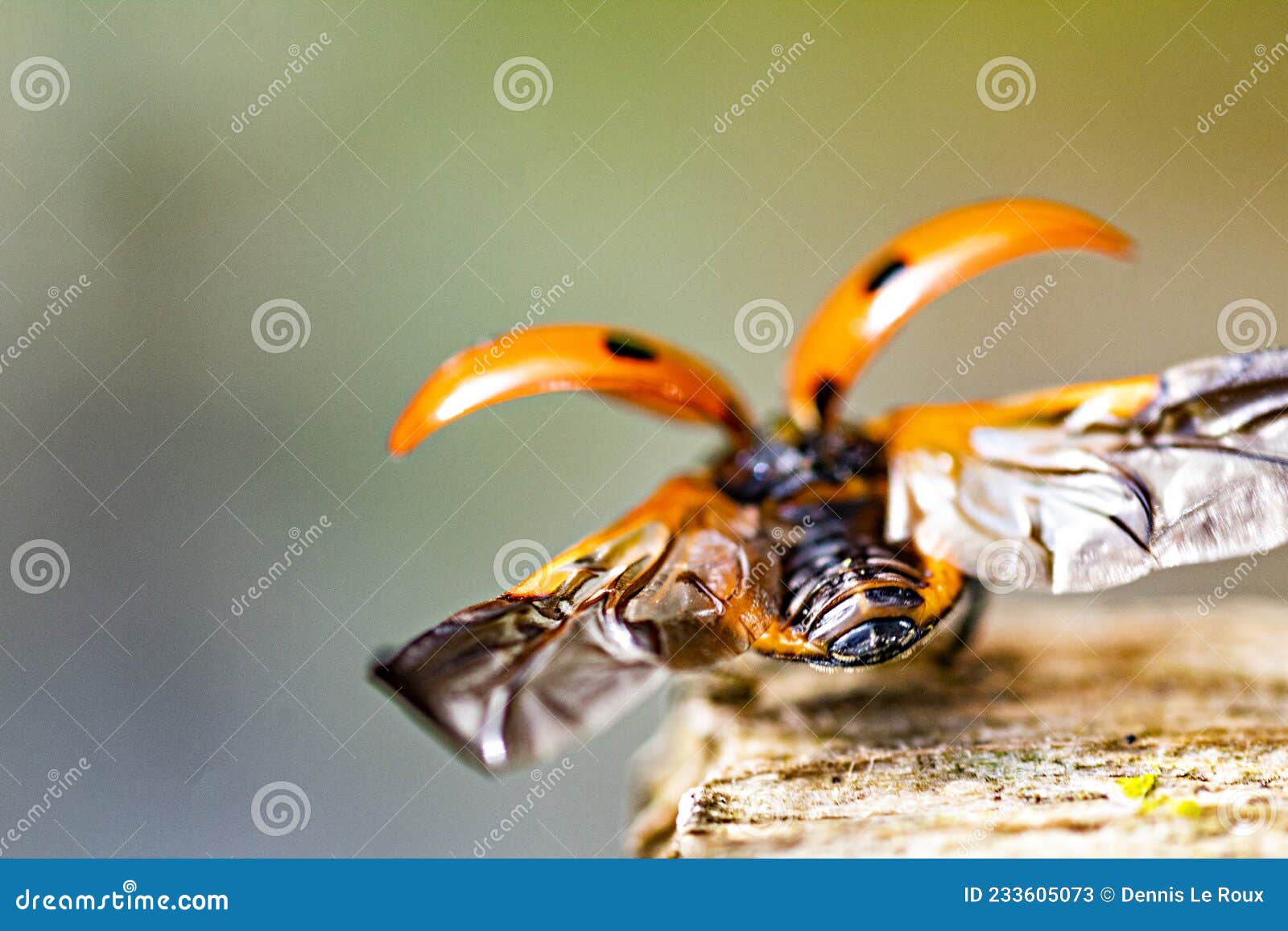 ladybird deploying wings