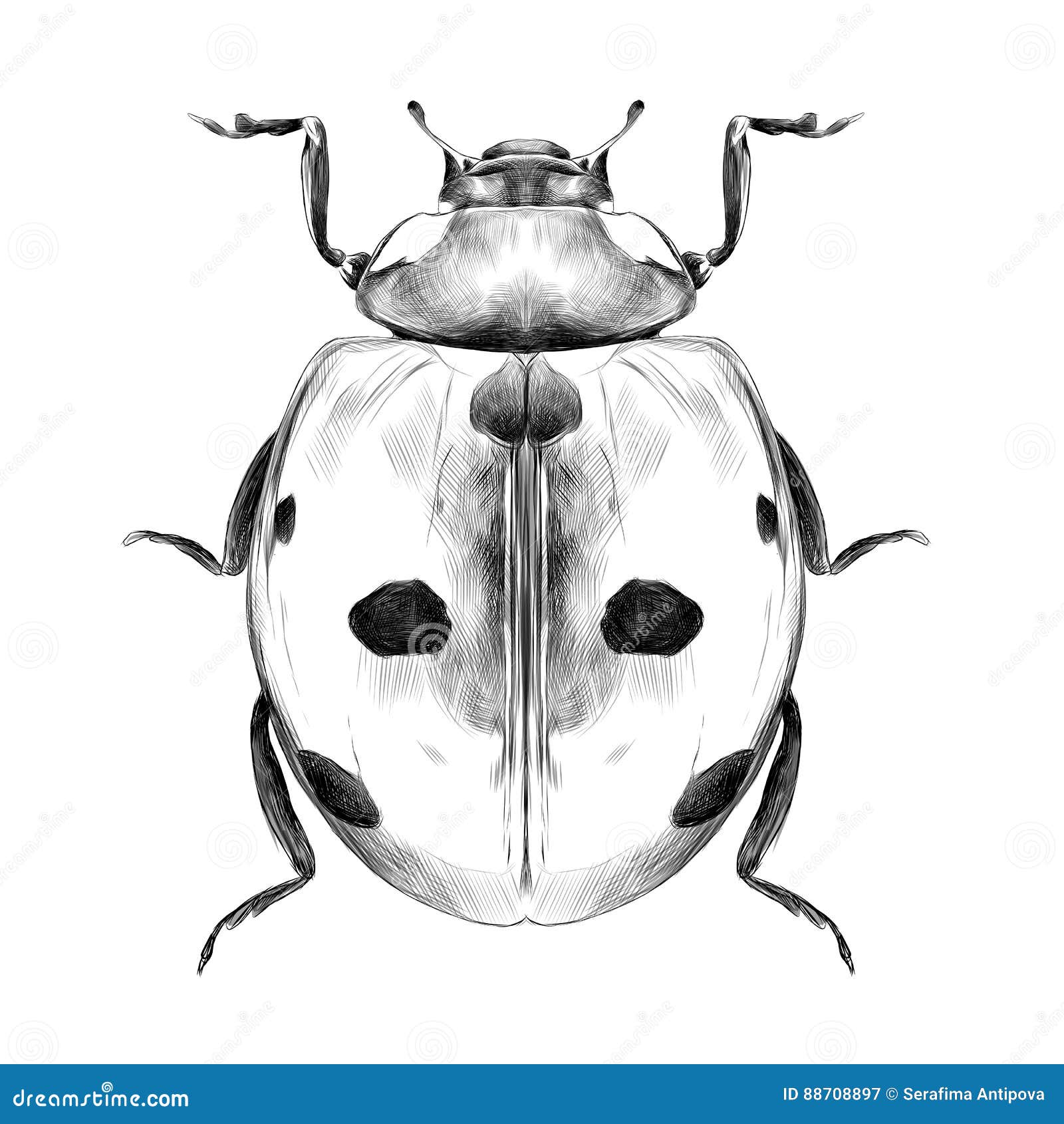 Ladybird Drawing, Ladybug Drawing, white, monochrome, fictional Character  png | PNGWing