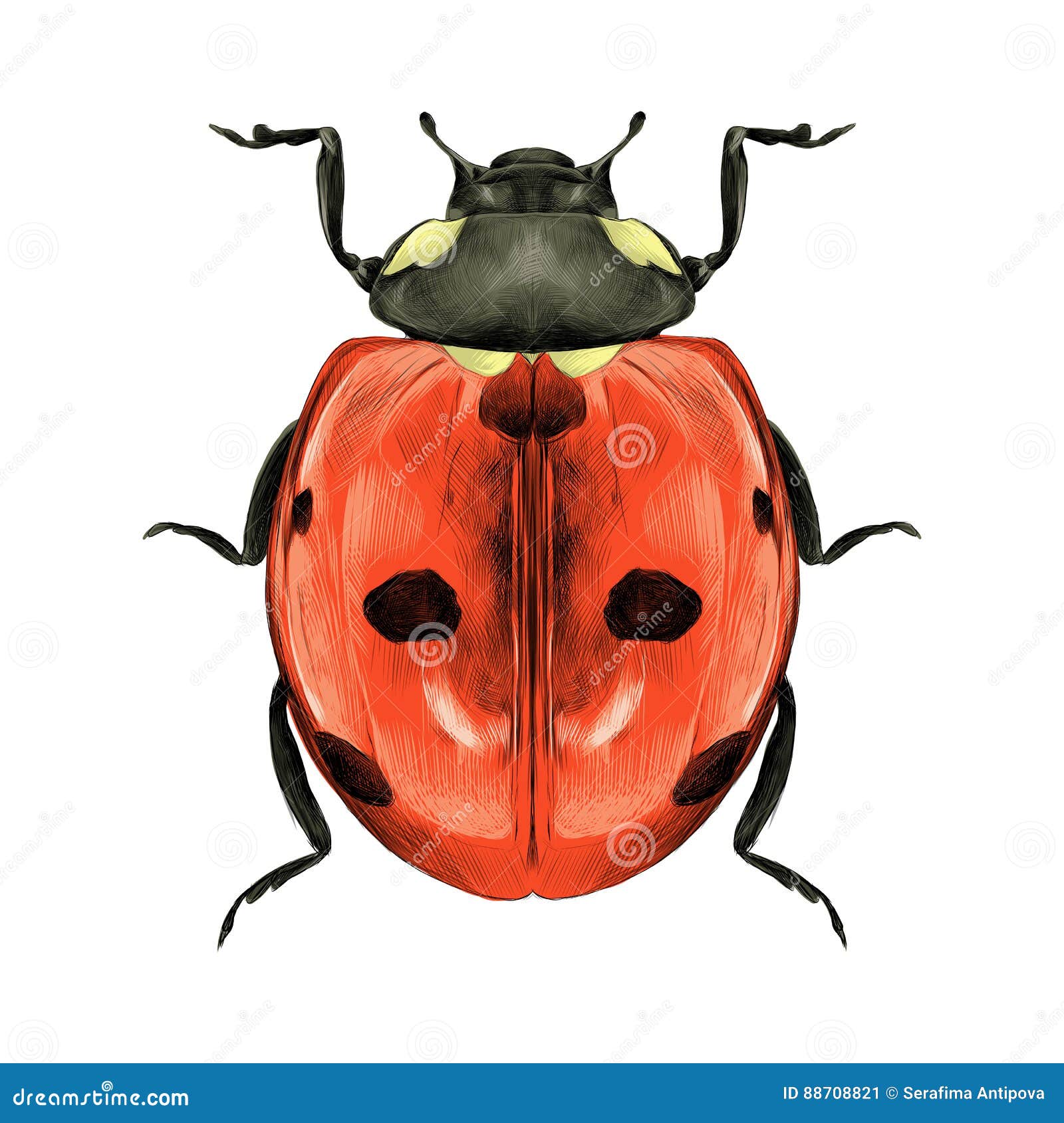 How to Draw a Ladybug II Insect drawings II #artjanag - YouTube