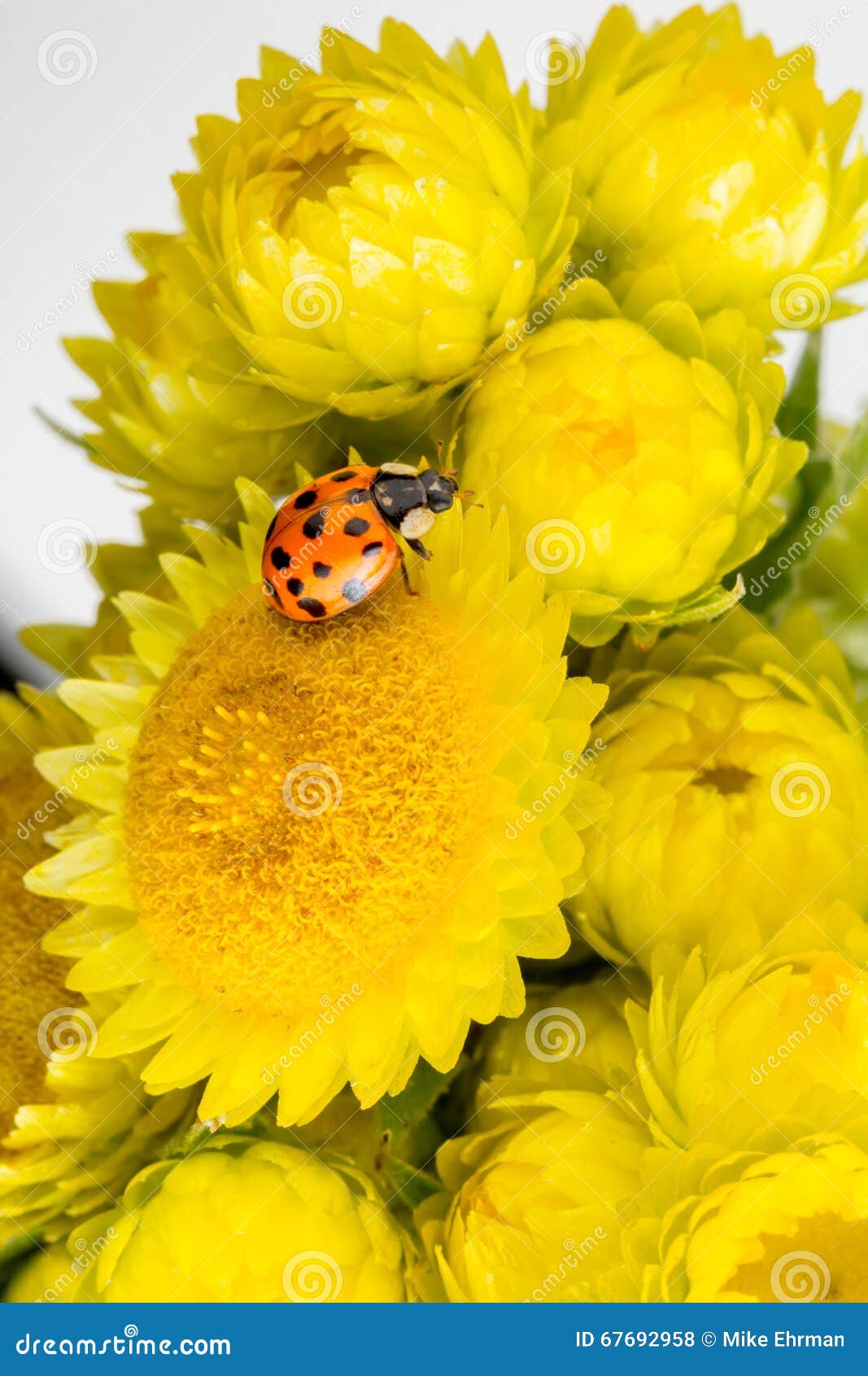 Ladybird pluskwa. Biedronki ladybird ściga na jaskrawym żółtym kwiatu pączku lub pluskwa