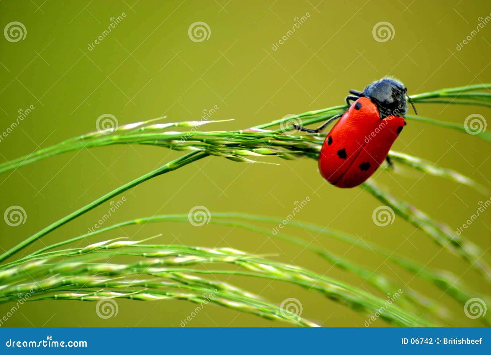 ladybug