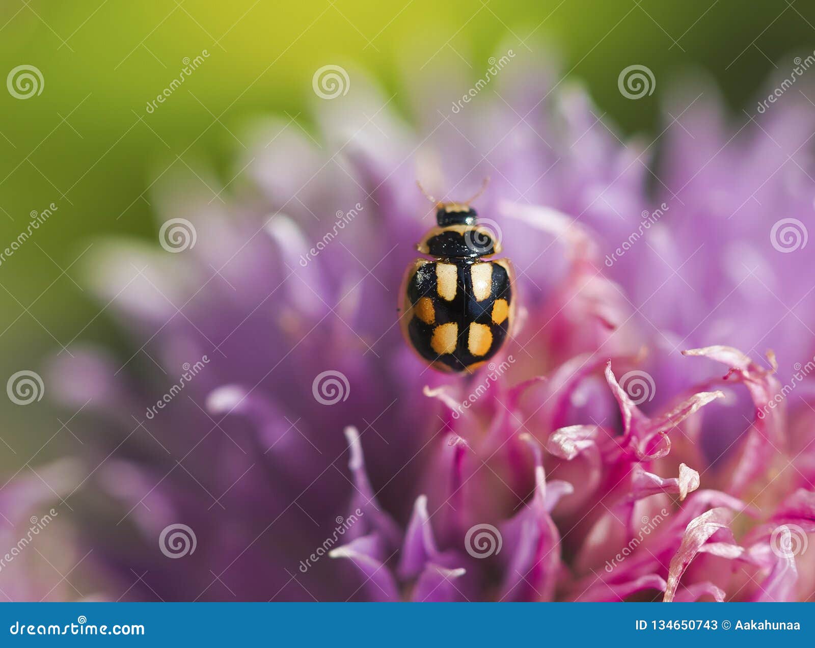 Ladybug стоковое изображение. изображение насчитывающей трава - 134650743