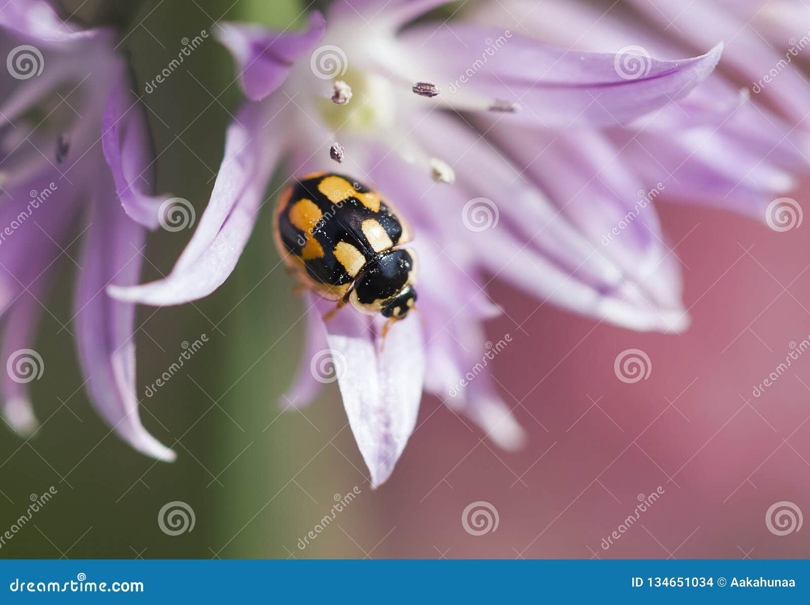 Ladybug стоковое фото. изображение насчитывающей дневные - 134651034