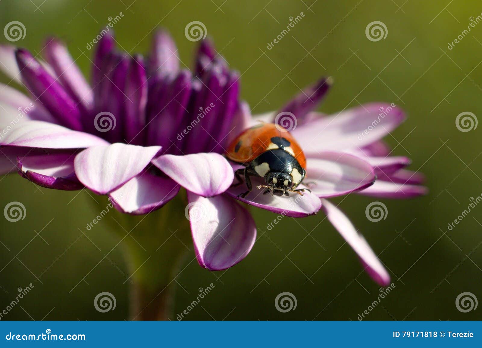 02 ladybug. Λαμπρίτσα που στηρίζεται σε ένα πορφυρό λουλούδι