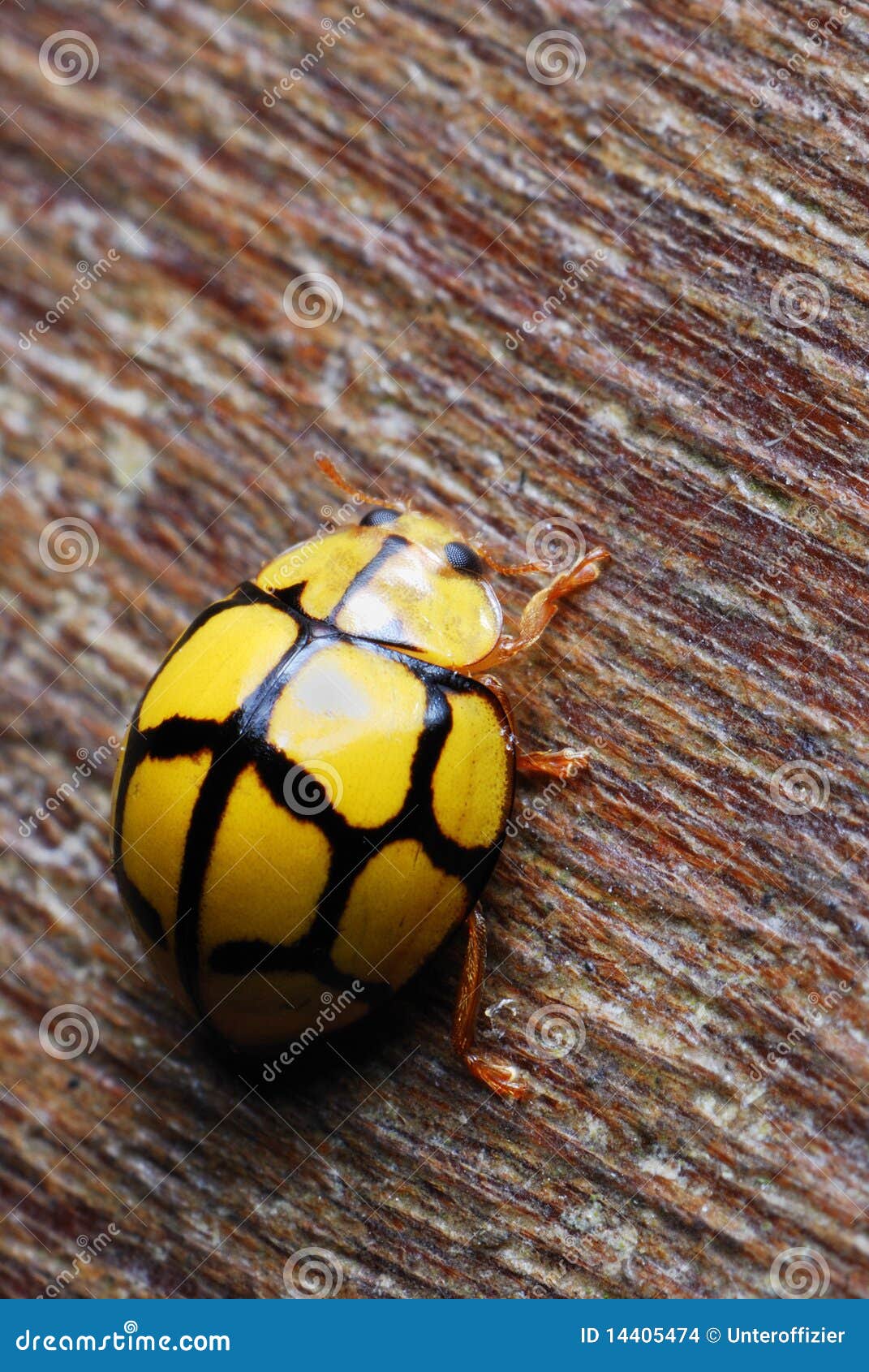 Ladybug amarillo foto de archivo. Imagen de negro, ojos - 14405474