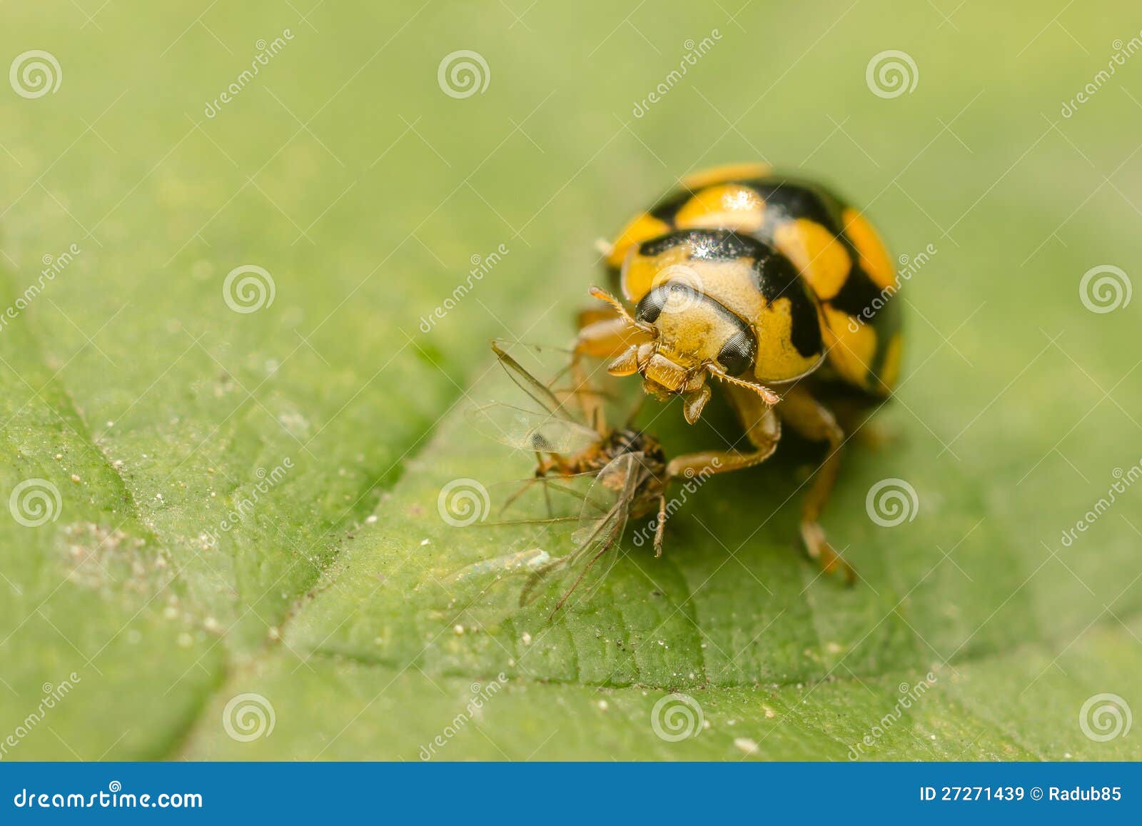 Ladybug amarillo imagen de archivo. Imagen de hormiga - 27271439