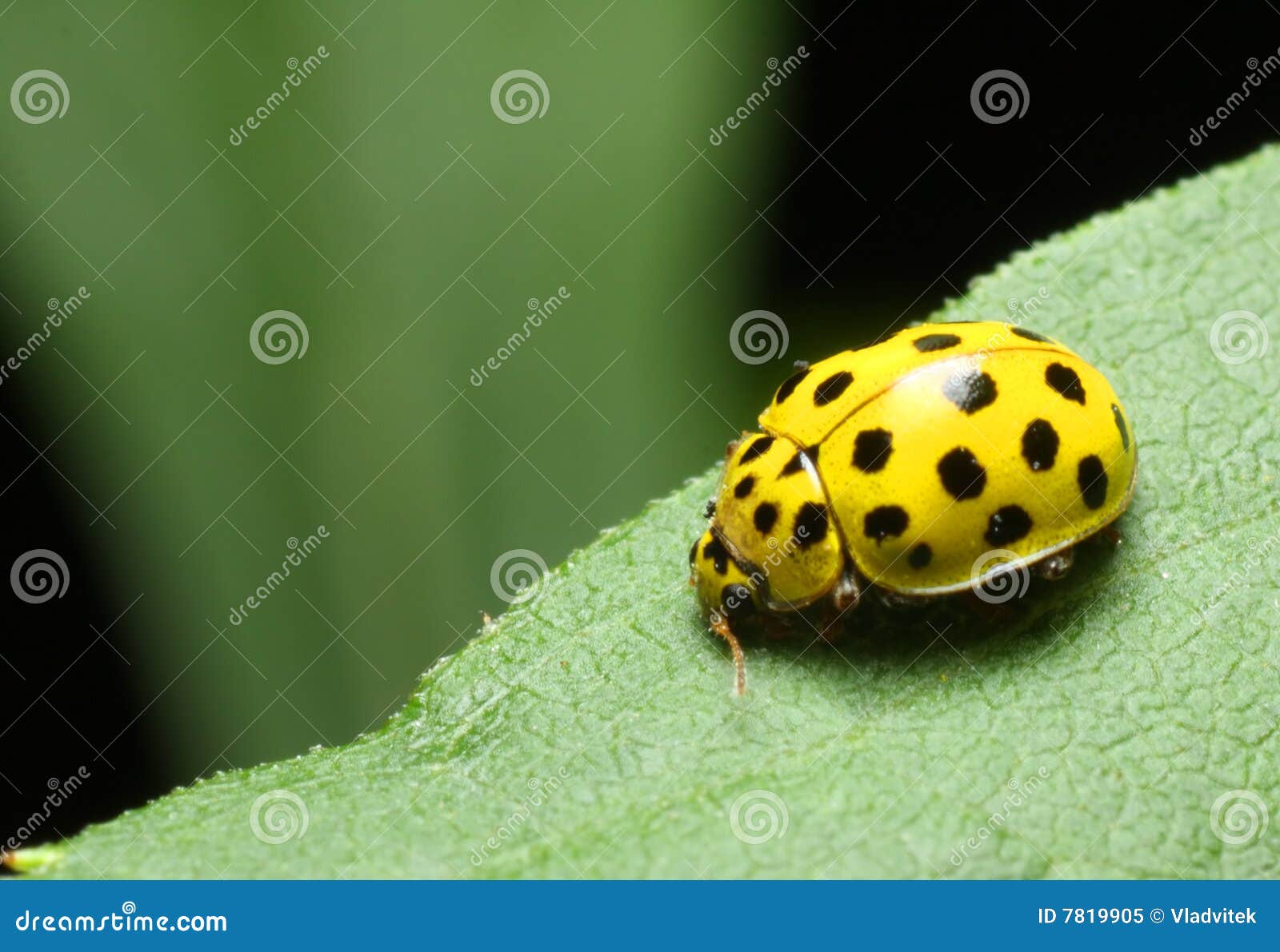 Ladybug amarillo imagen de archivo. Imagen de chistoso - 7819905