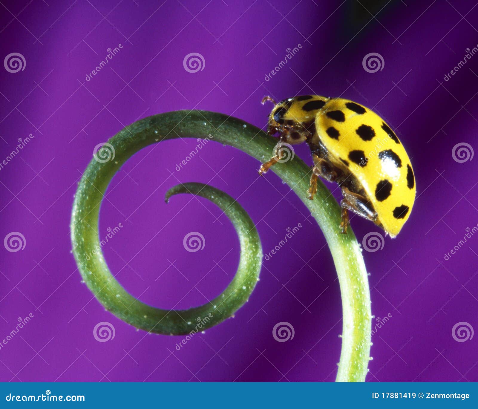 Ladybug Amarillo En Una Planta Imagen de archivo - Imagen de hermoso ...