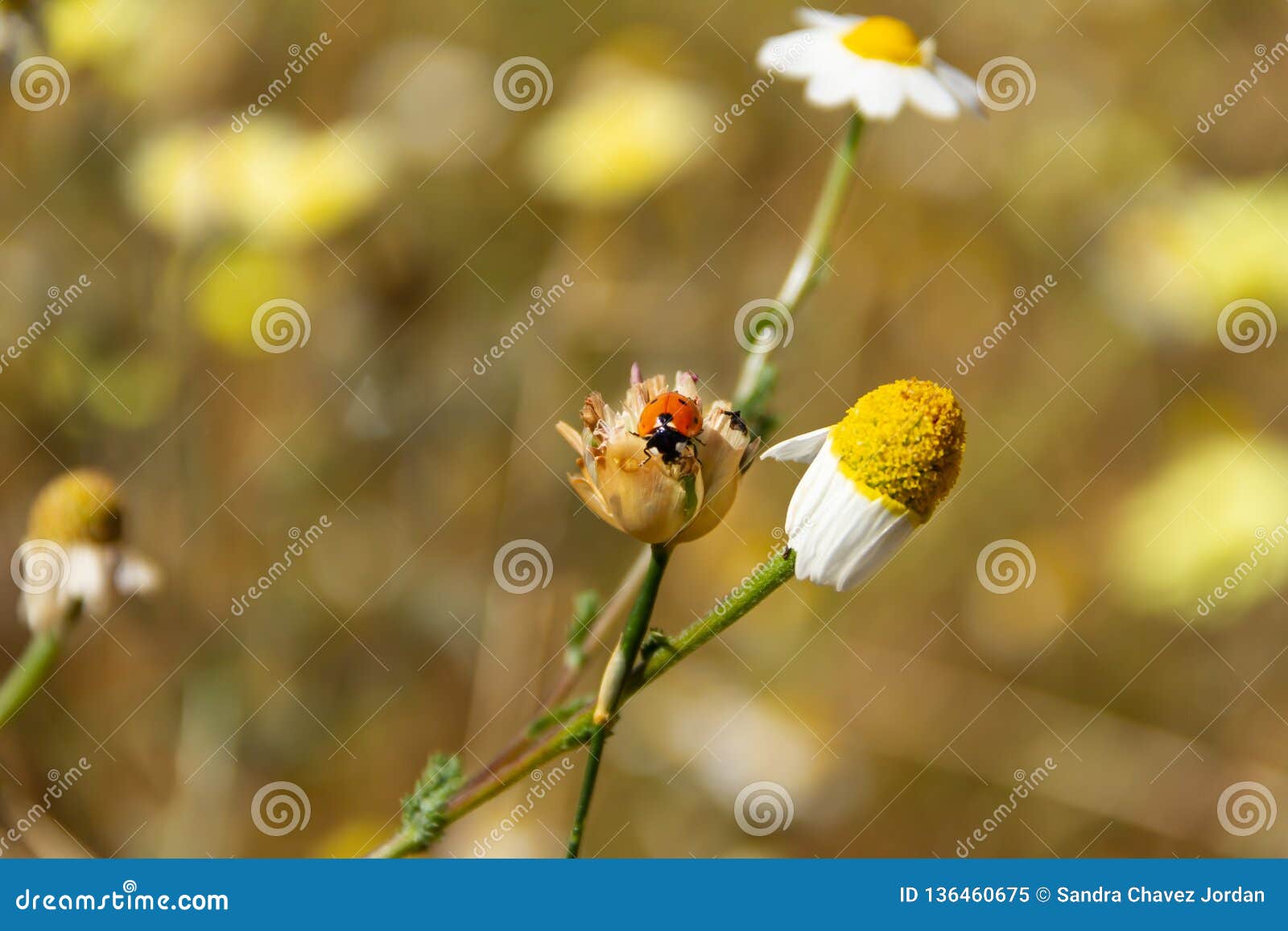 ladybug in a daisy flower, spring is here