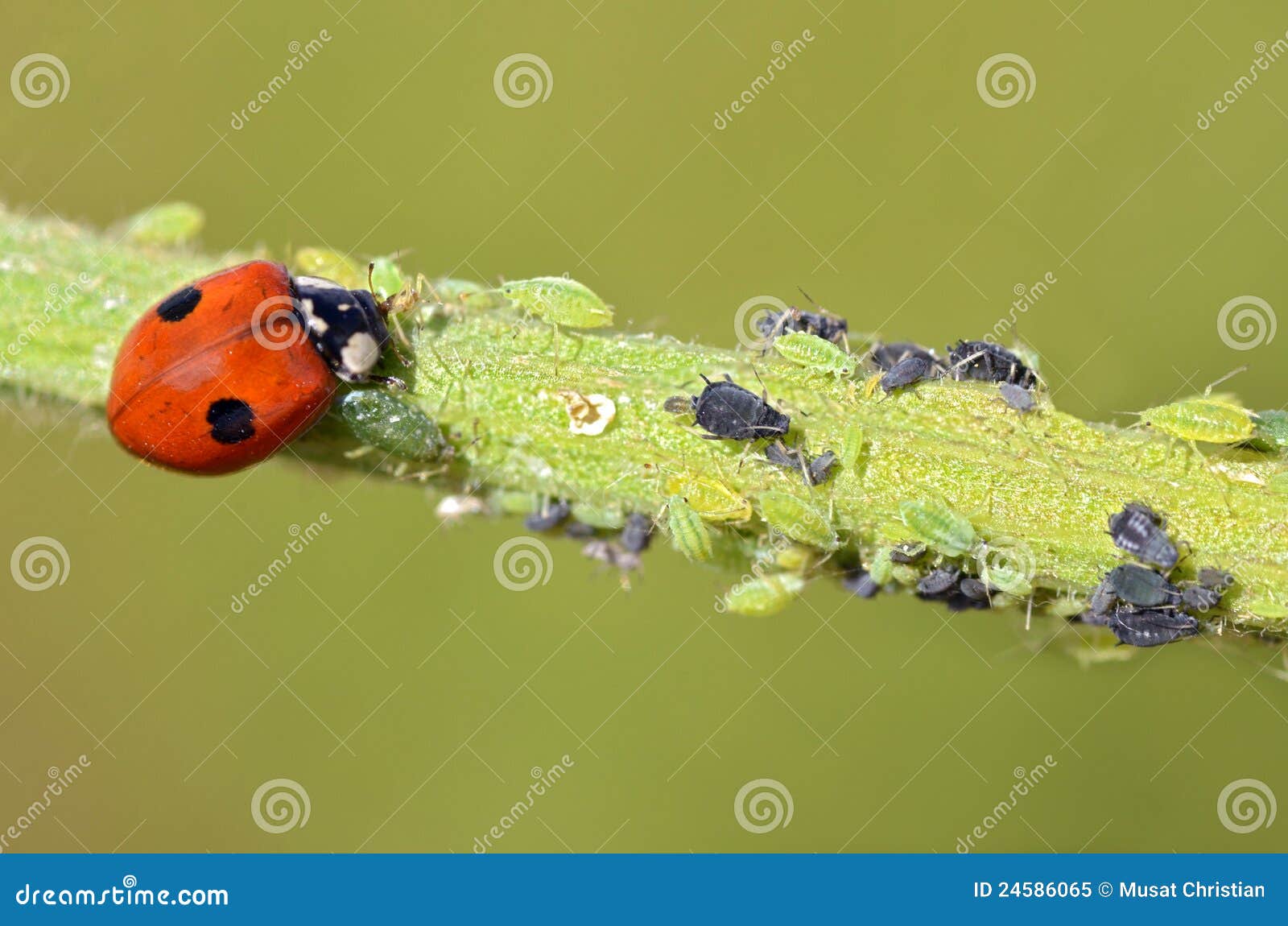 ladybug eating aphids