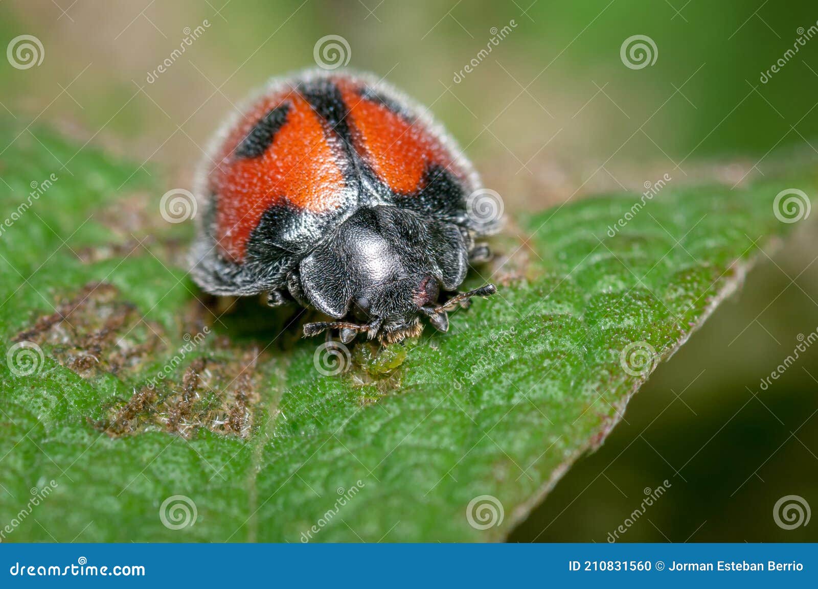 Ladybug Feeding On Fungus On Tree Trunk Macro Photography ... Biology Diagrams
