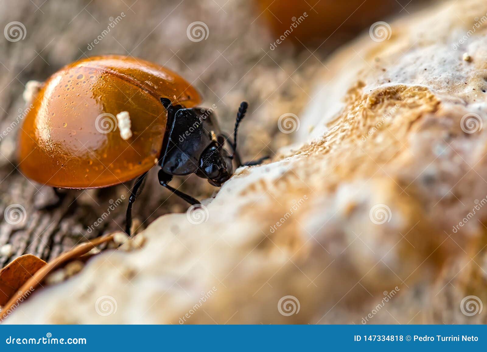 Ladybug Feeding on Fungus on Tree Trunk Macro Photography Stock Photo ... Biology Diagrams