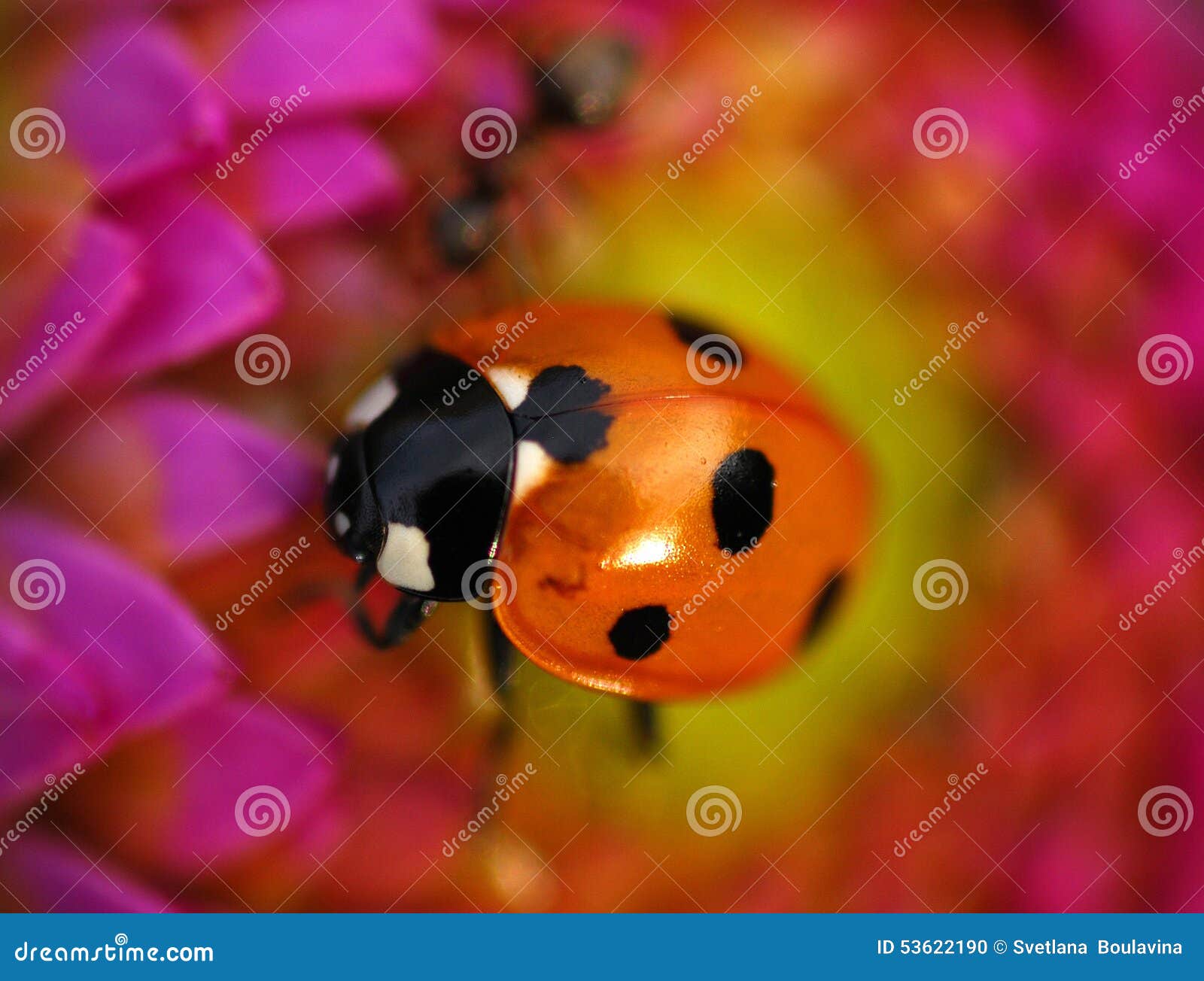 A ladybug on a flower. stock photo. Image of animals 53622190