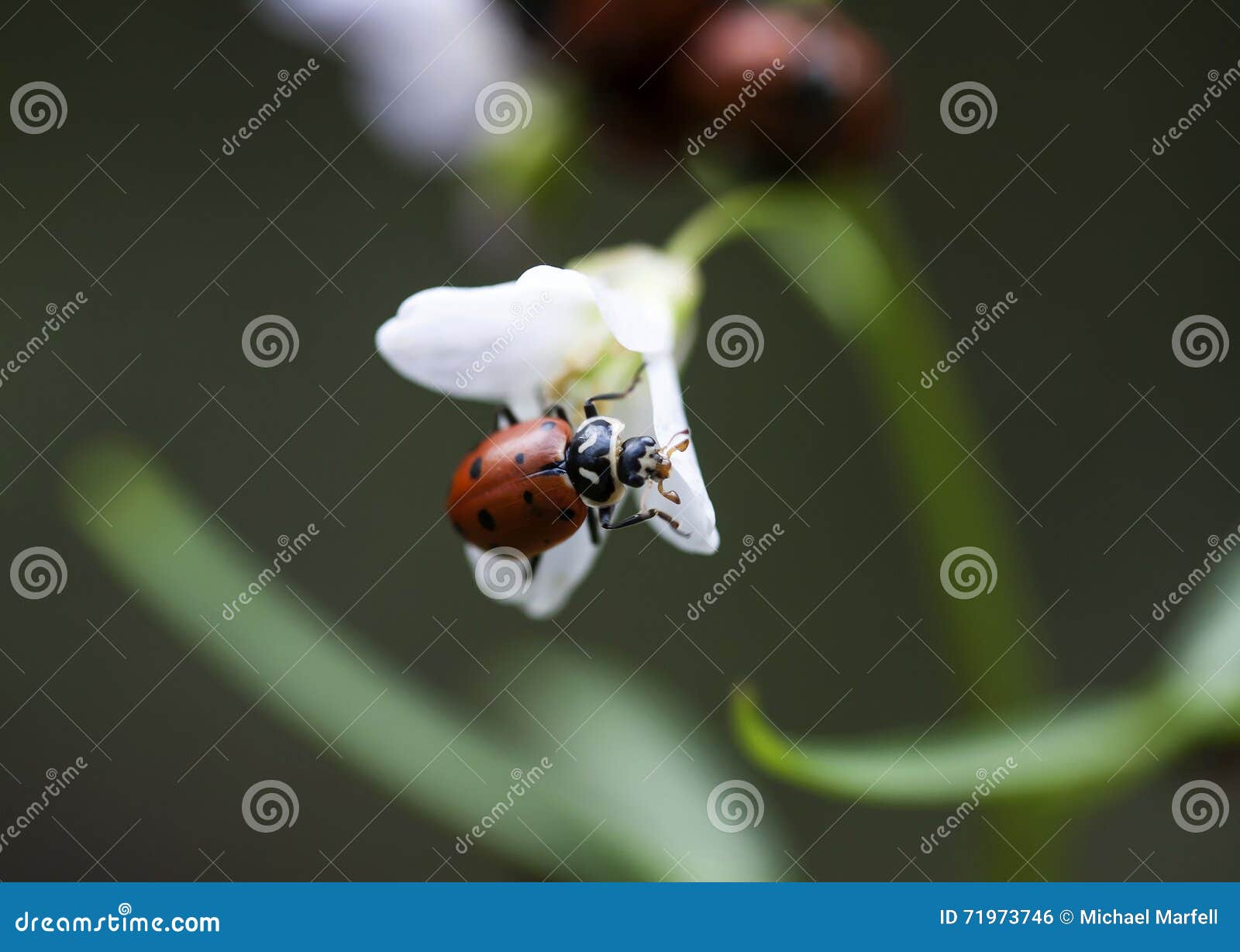Ladybug and Flower stock photo. Image of floral, alone Biology Diagrams