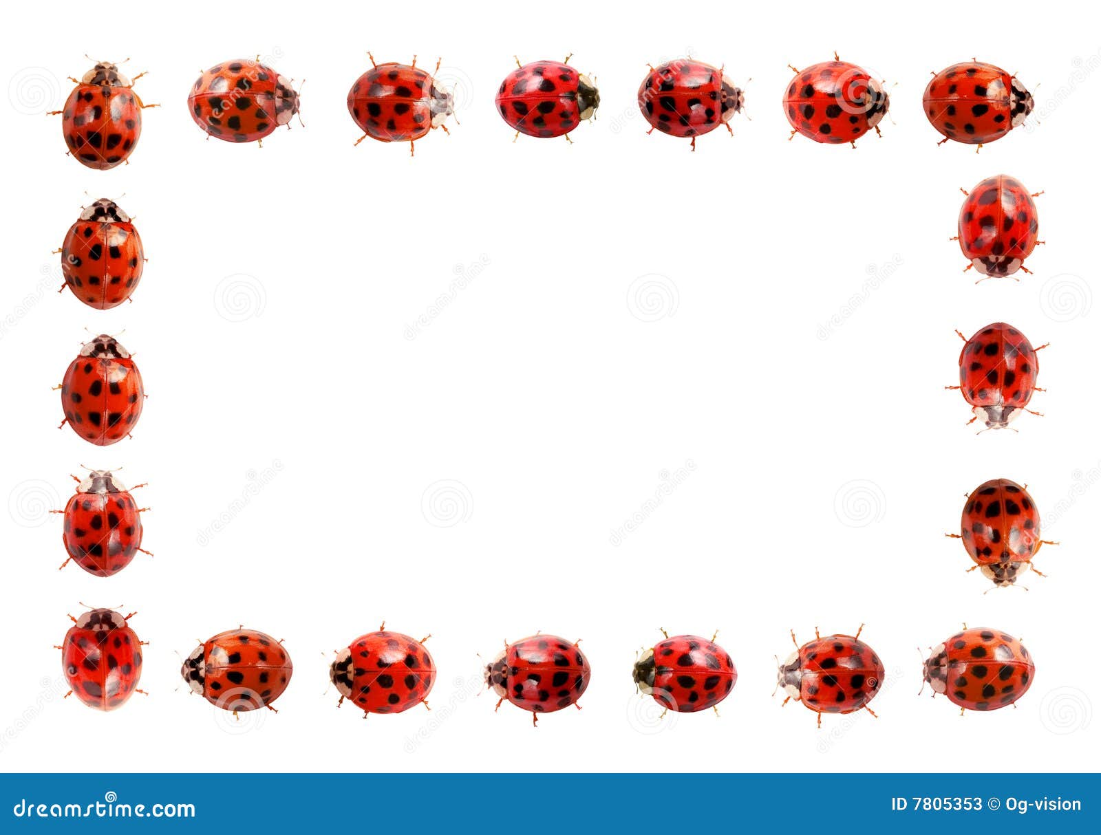 ladybug frame clipart - photo #29