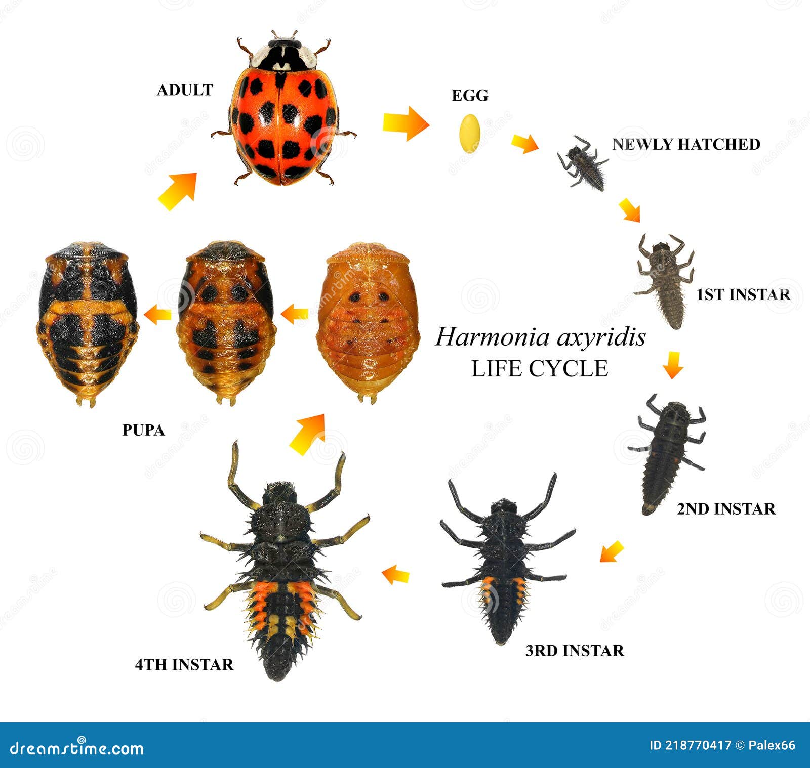 ladybug, harmonia axyridis