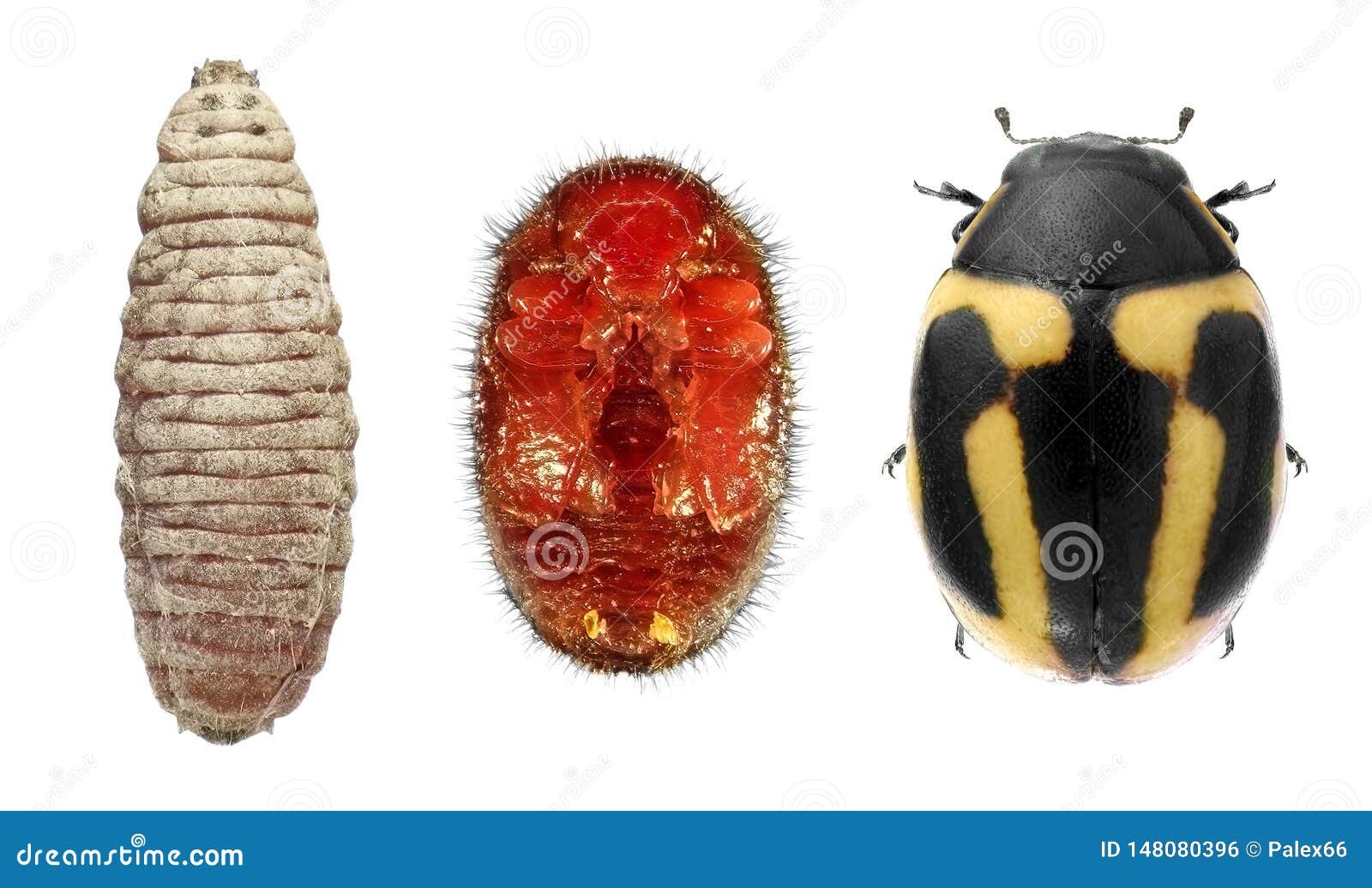 ladybug, hyperaspis trifurcata