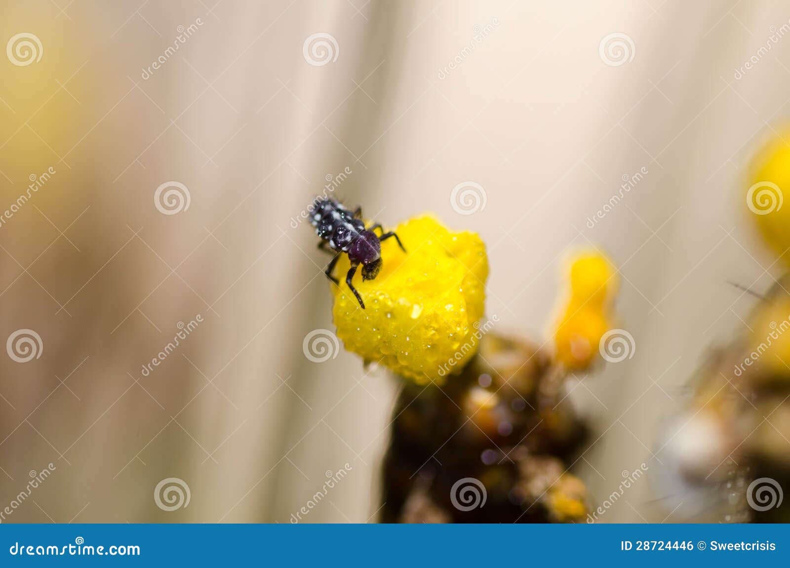 Ladybug Larva on the Yellow Flower Stock Photo Image of larva, flower