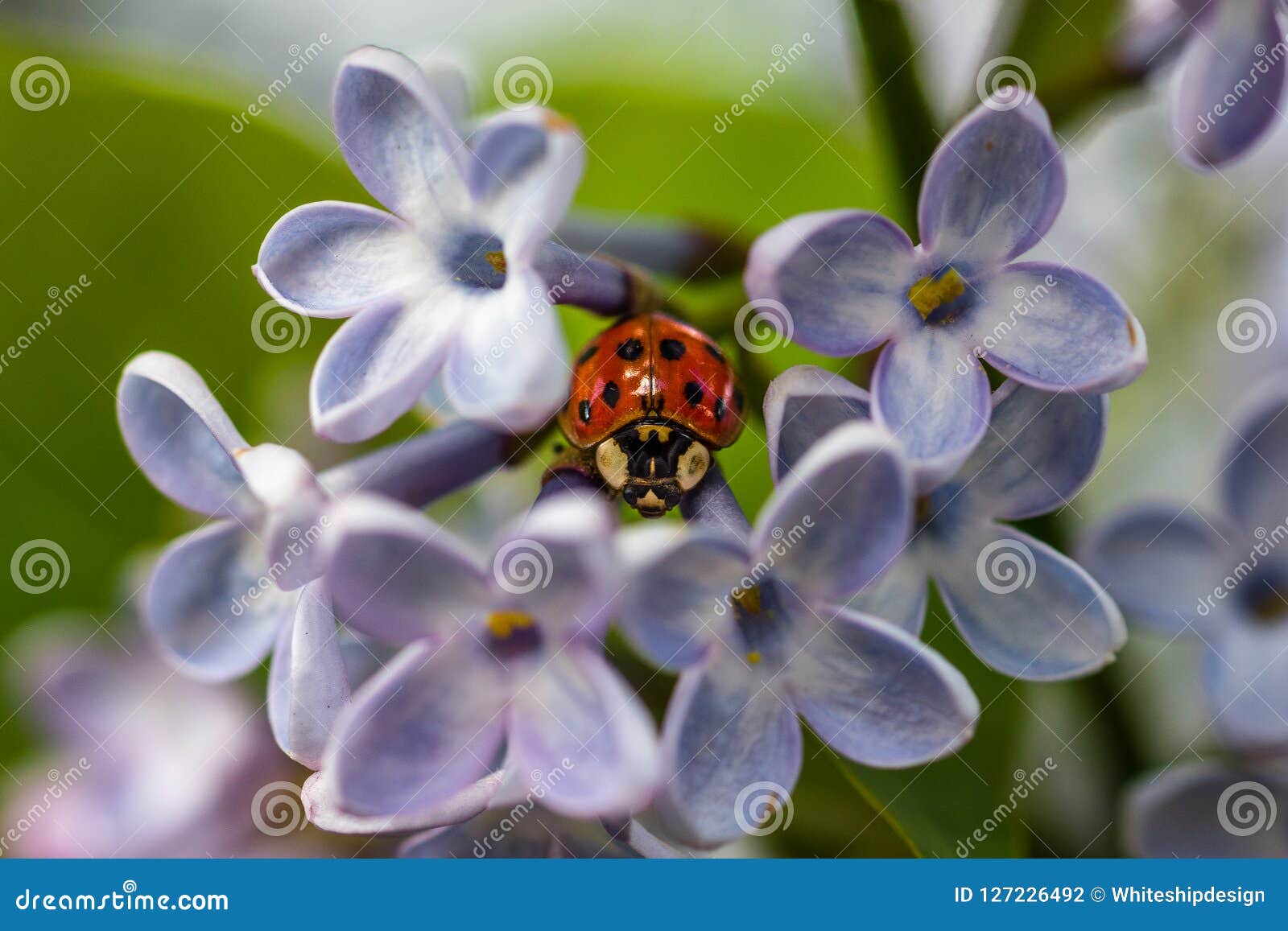 Ladybug and Lilac Flowers, One Has Five Petals. Stock Photo - Image of ...