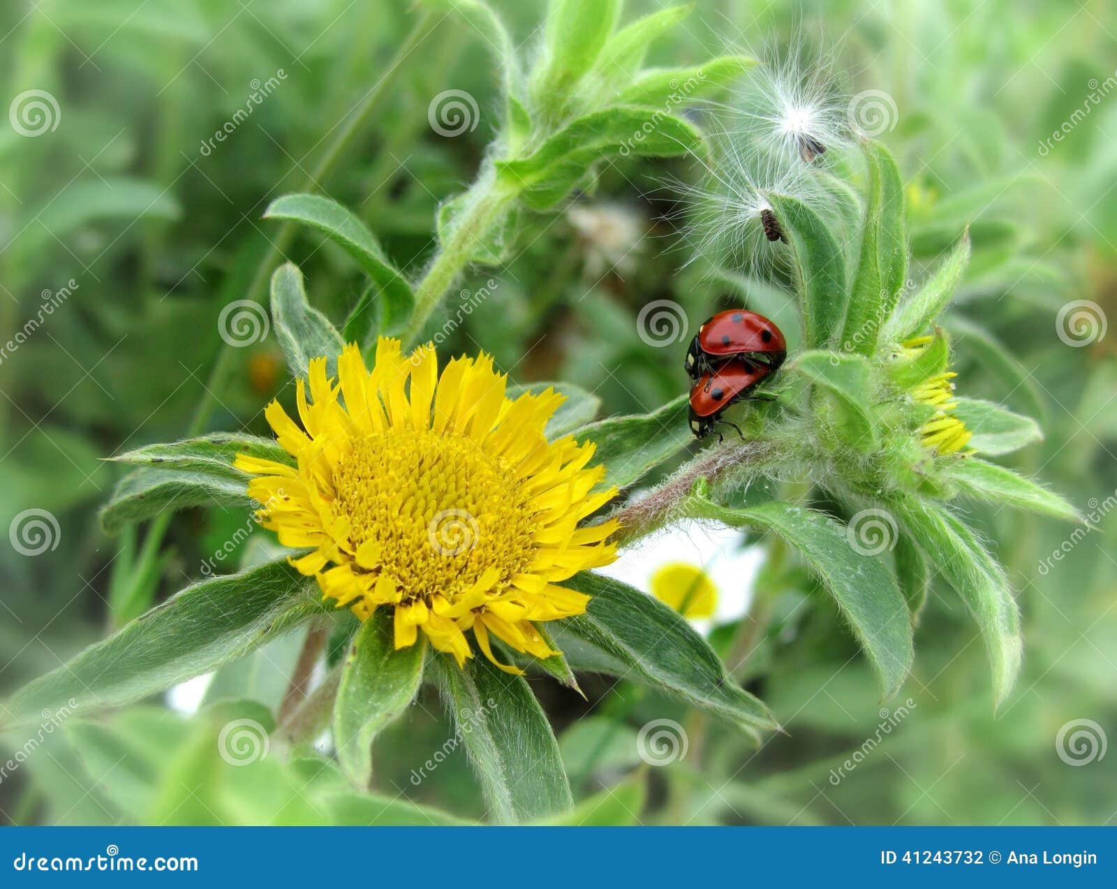 Ladybug love stock photo. Image of flower, green, dandelion 41243732