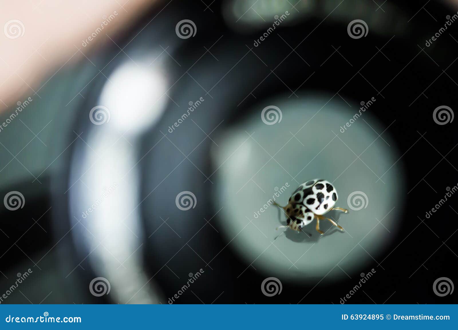 ladybug monochrome in macro picture