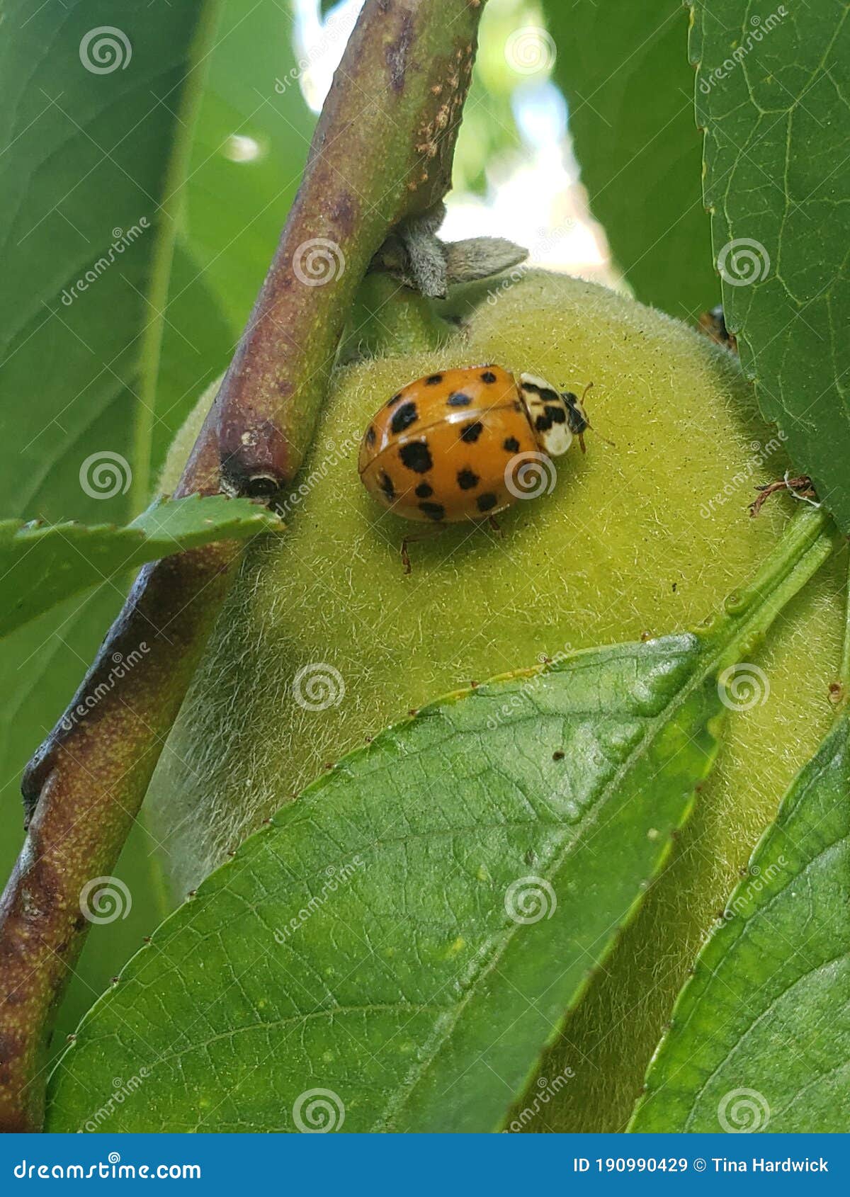 Ladybug on peach stock image. Image of wildlife, plant - 190990429