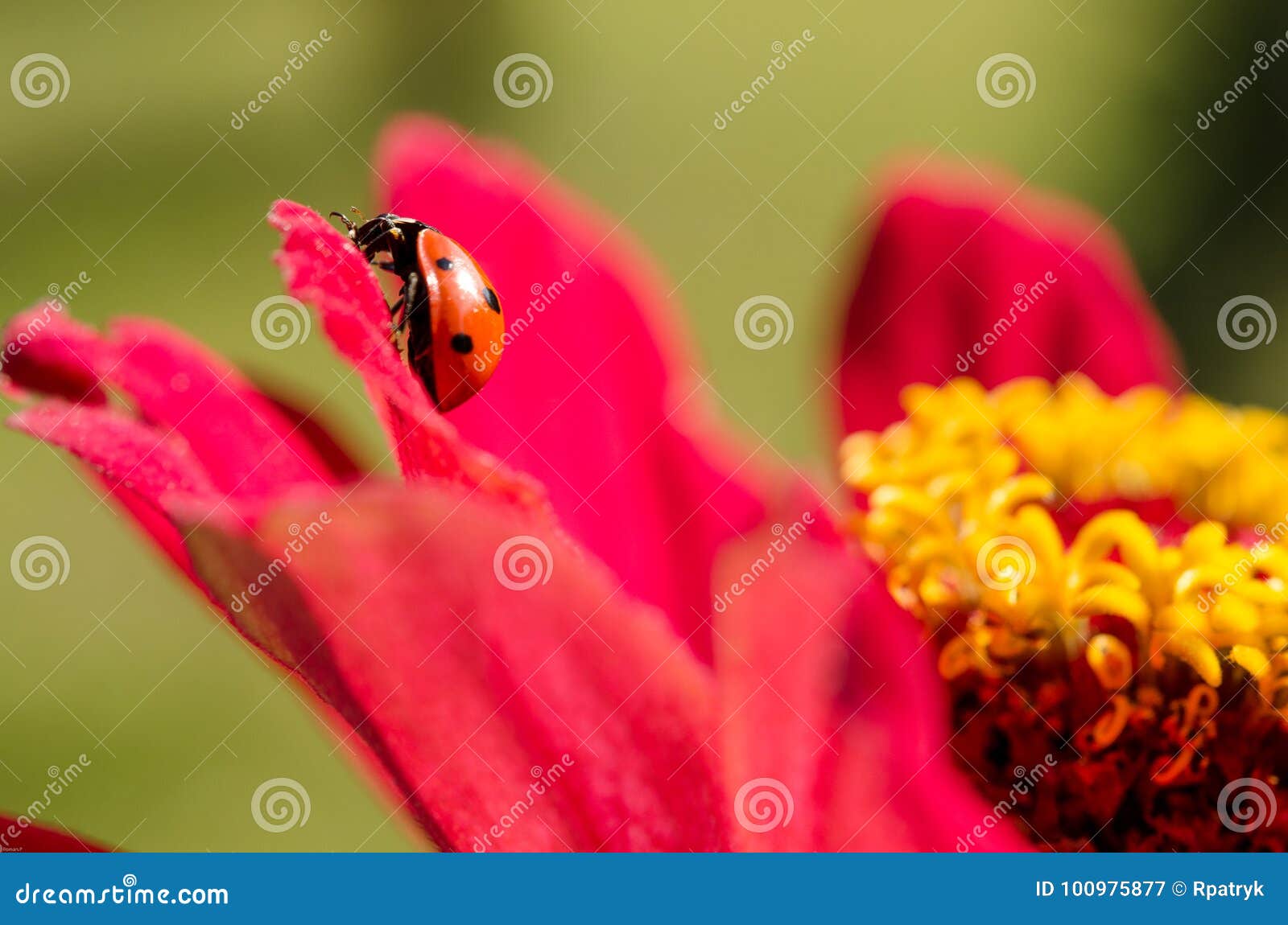 Ladybug Stock Image Image Of Focused Ladybug Pink 100975877 