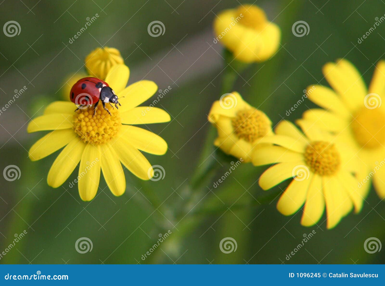 ladybug playground