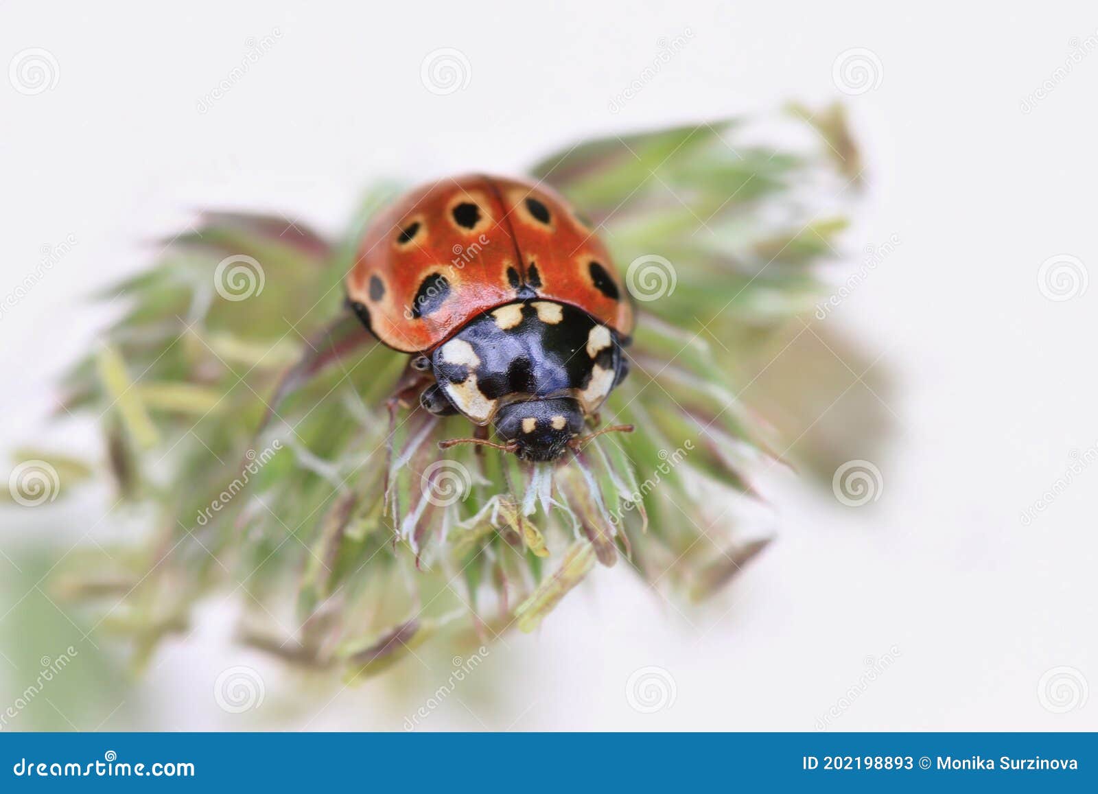 ladybug sitting on the plant. eyed ladybug. anatis ocellata.