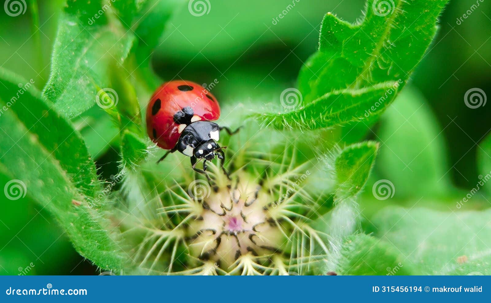 the macro portrait of the ladybug on a green leaf